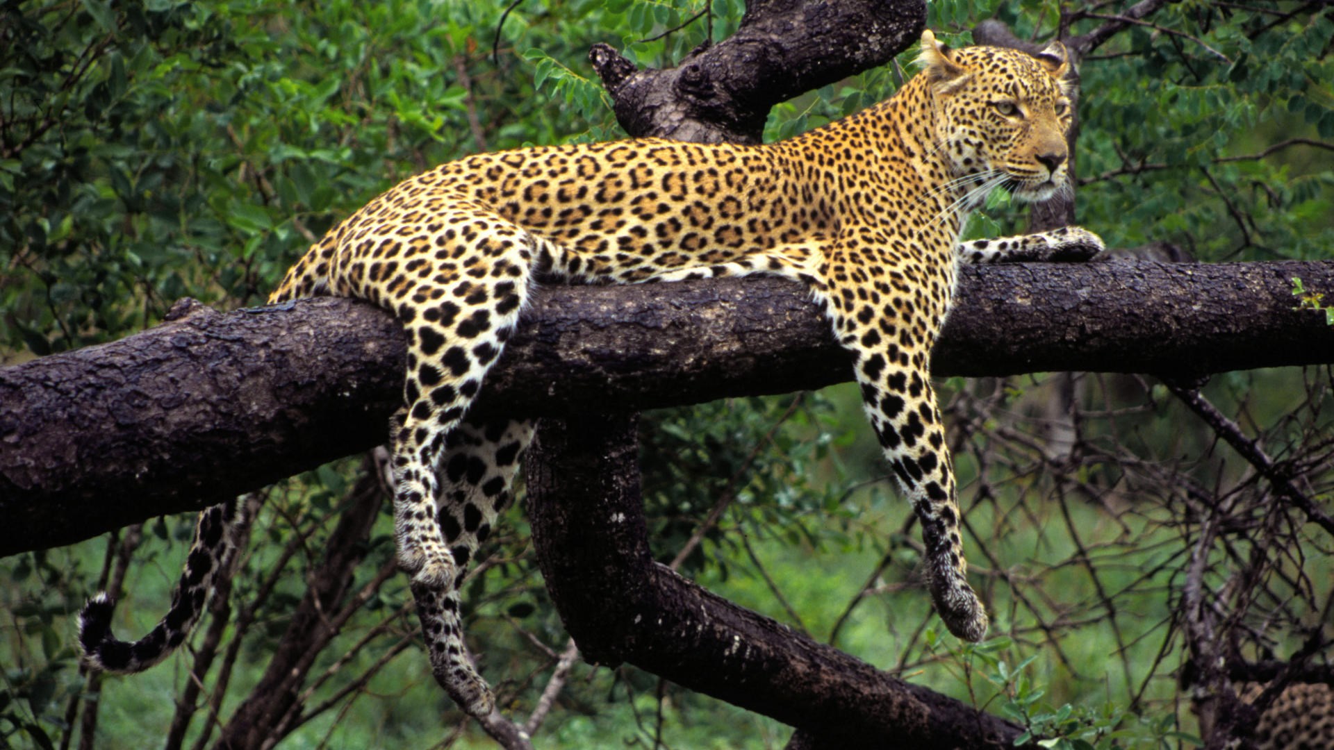 1920x1080 free screensaver wallpapers for leopard