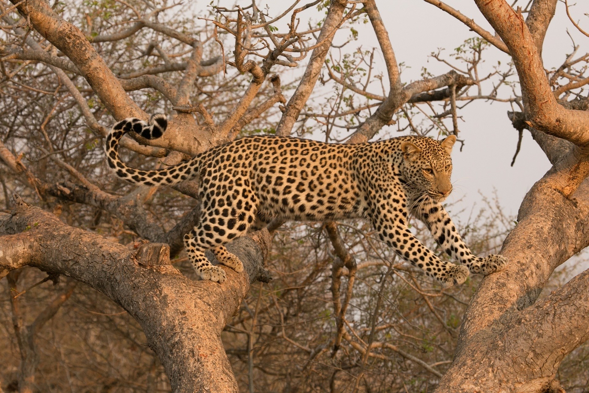 leopard  free 1920x1280