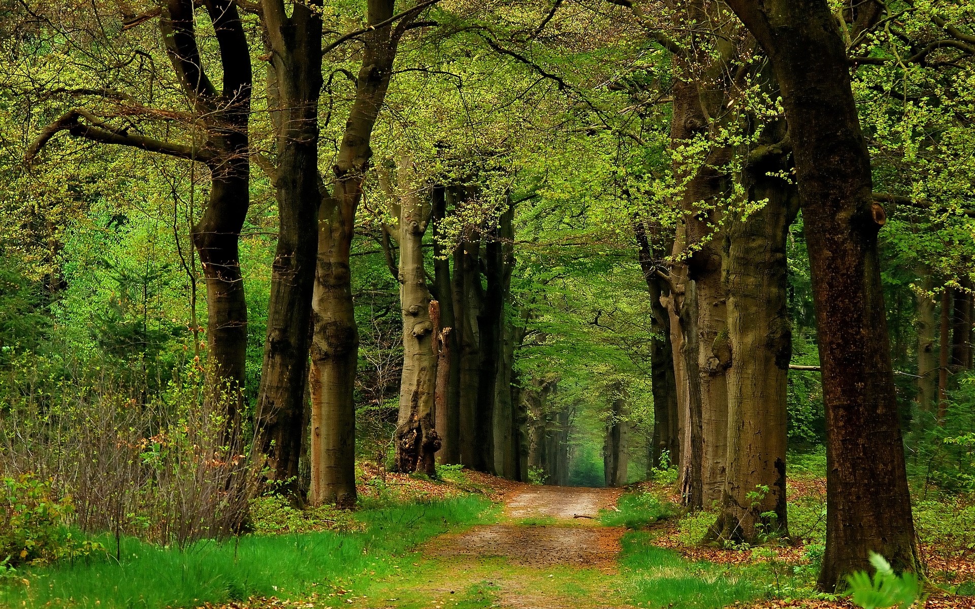 1920x1200 path  free for desktop