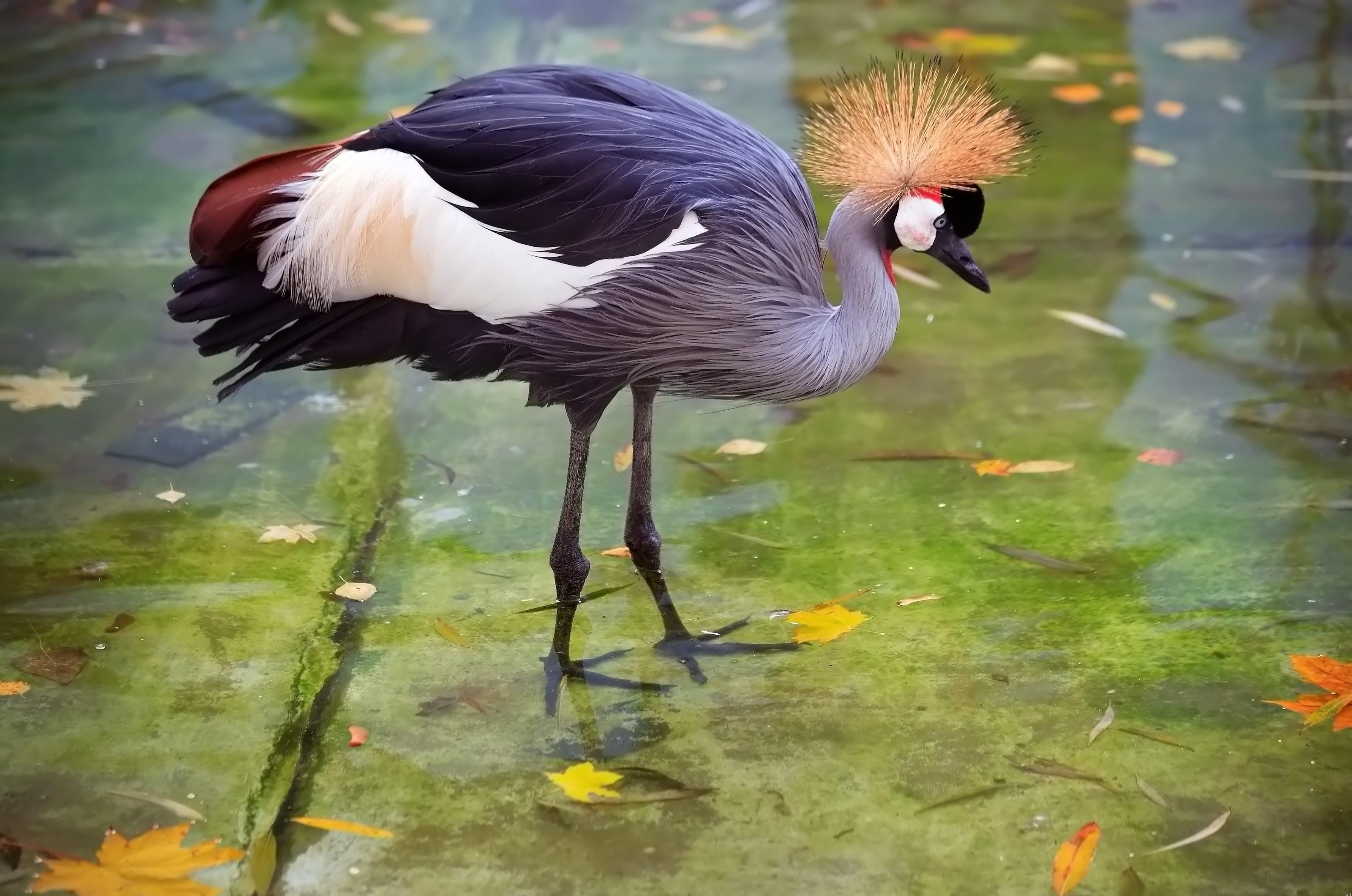 grey crowned crane  - Background hd 3560x2360