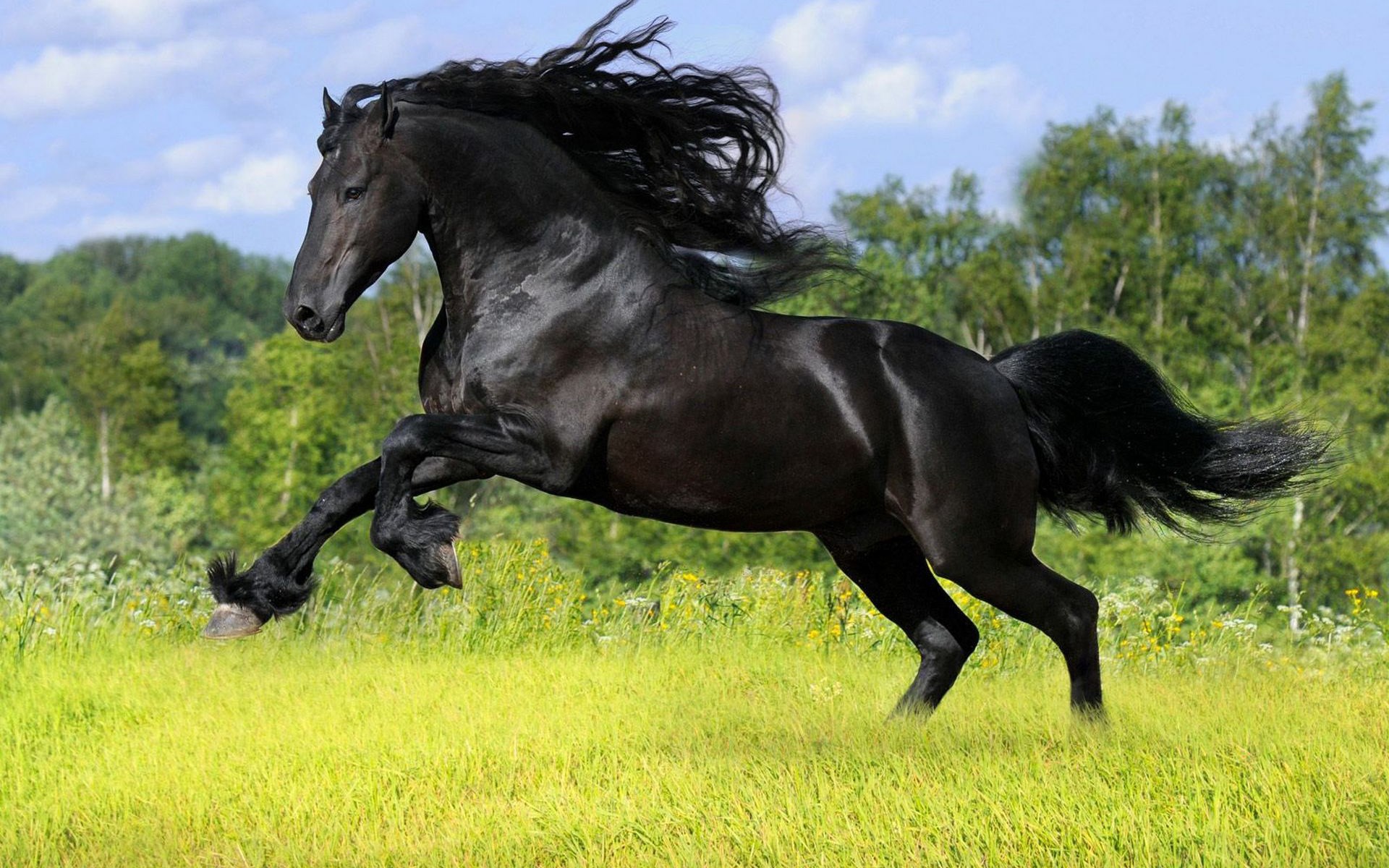 1920x1200 horse  desktop