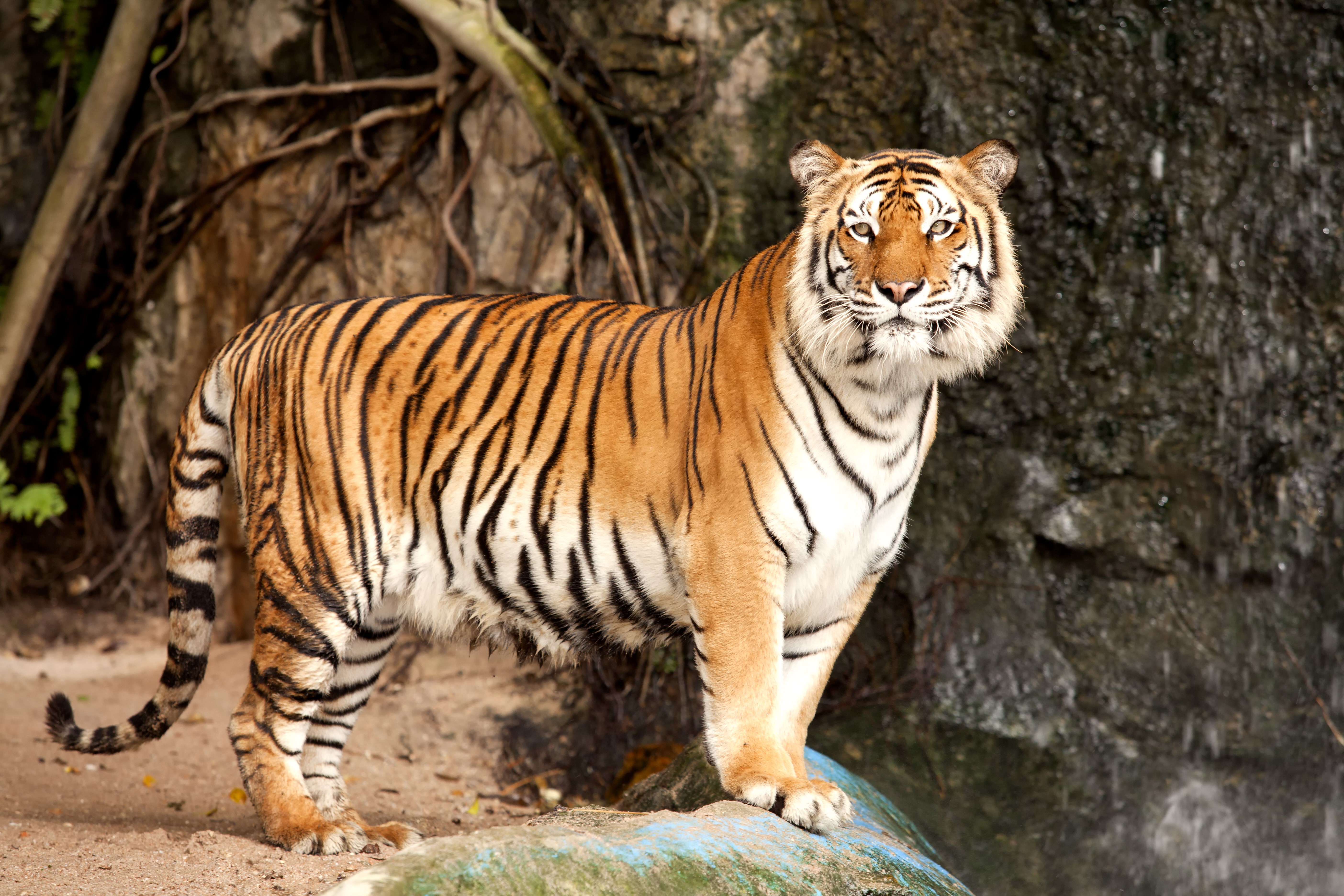 5616x3744 tiger  1080p windows