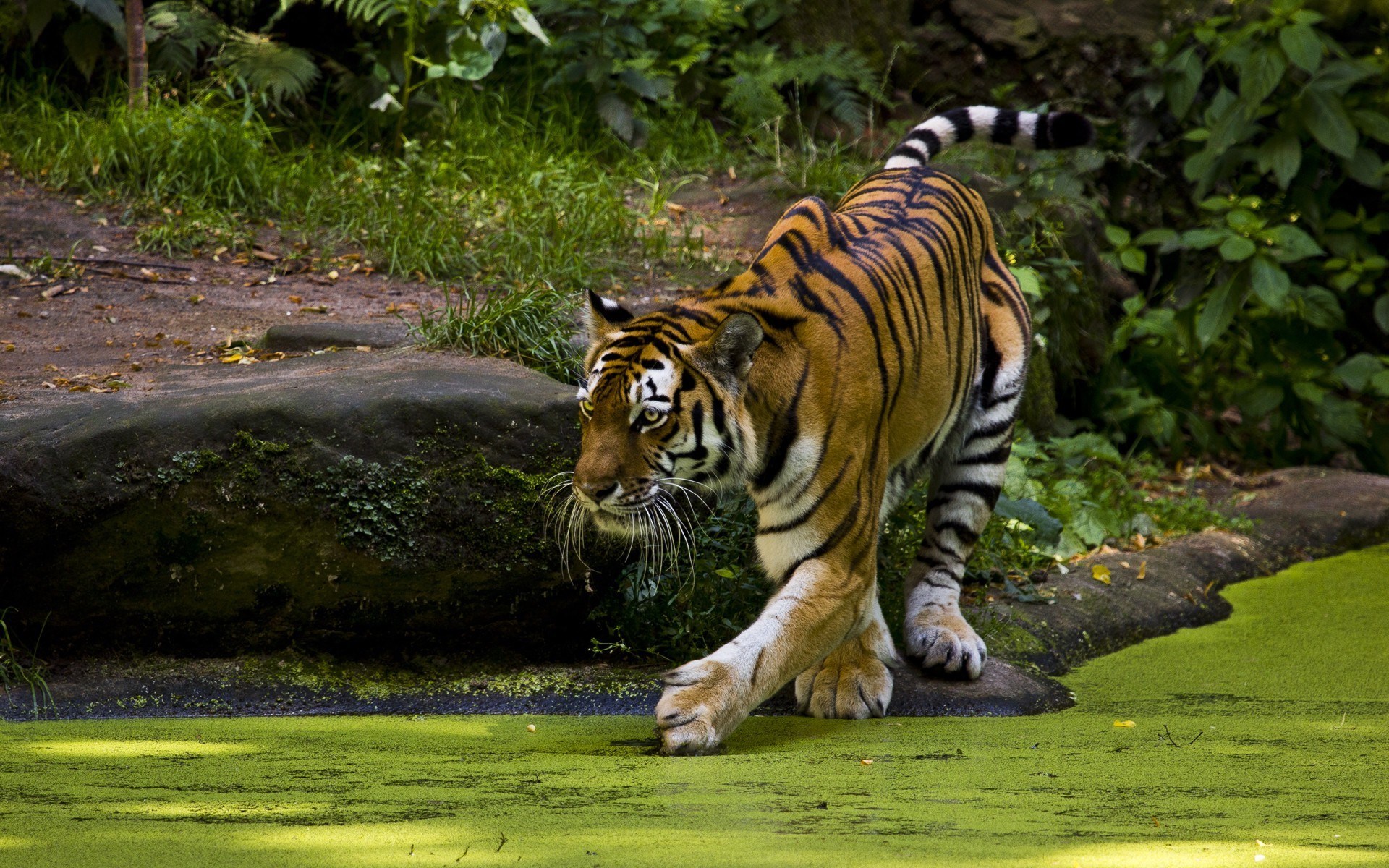 1920x1200 Free download tiger