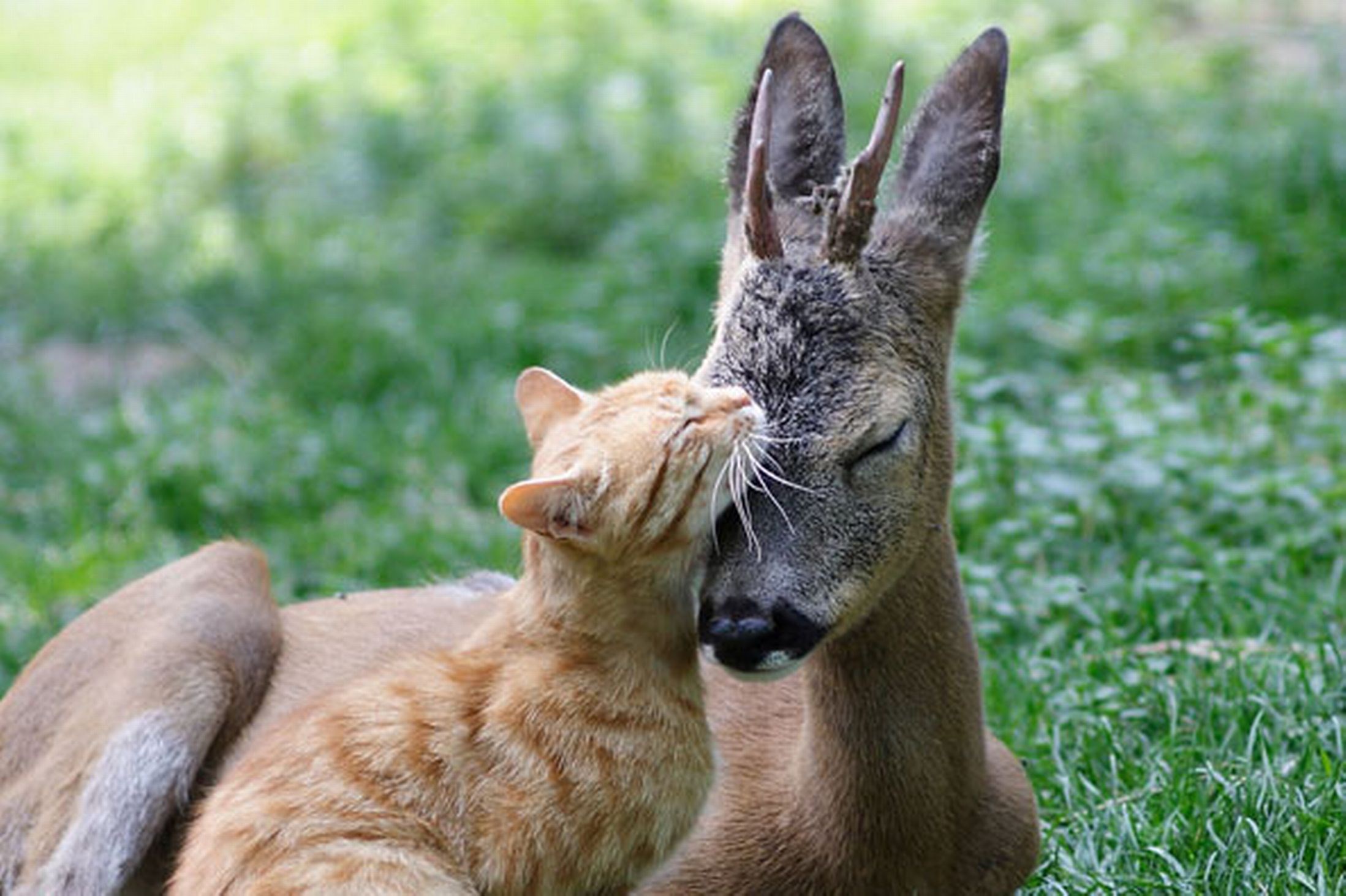 2197x1463 free wallpaper and screensavers for cute