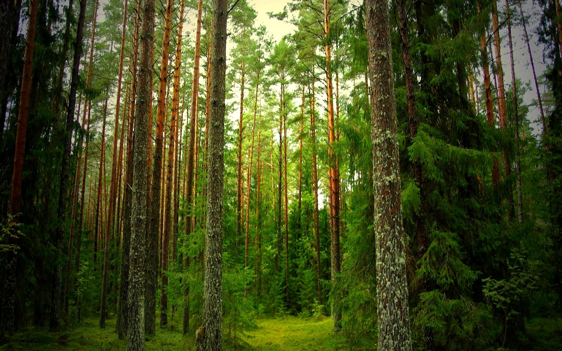 2017-03-13 - forest backgrounds for desktop hd backgrounds, 1979215
