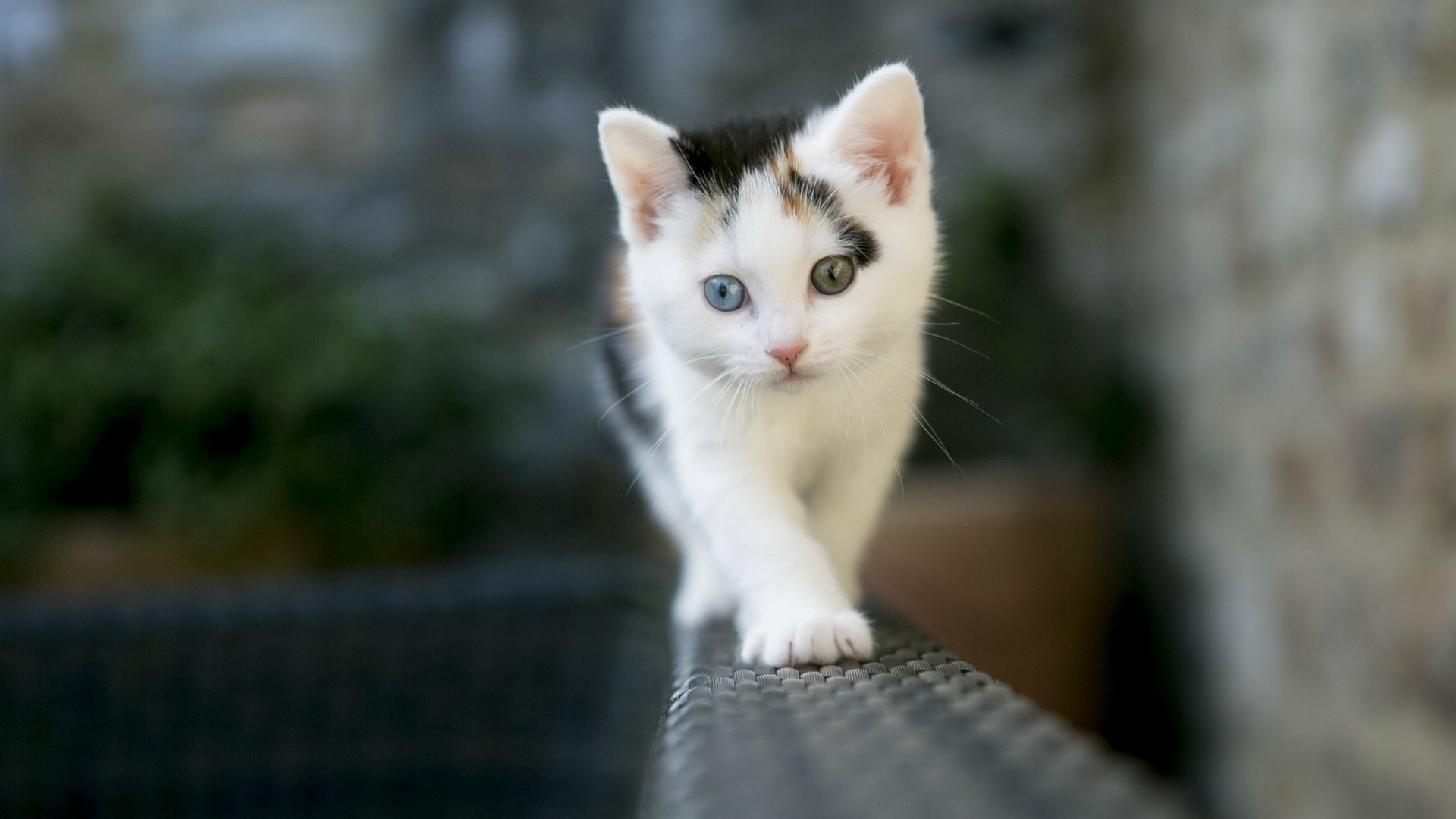 1920x1080 cat top wallpaper for pc