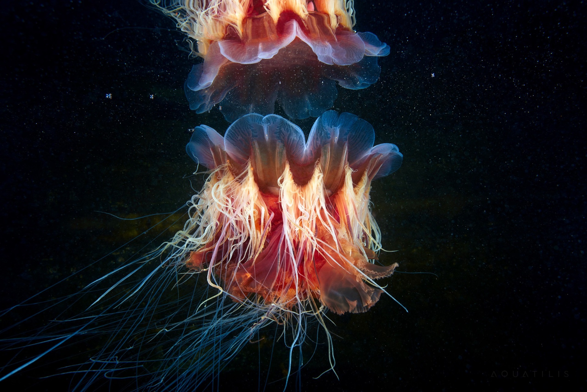 1920x1282 lions mane jellyfish wallpaper for hd desktop