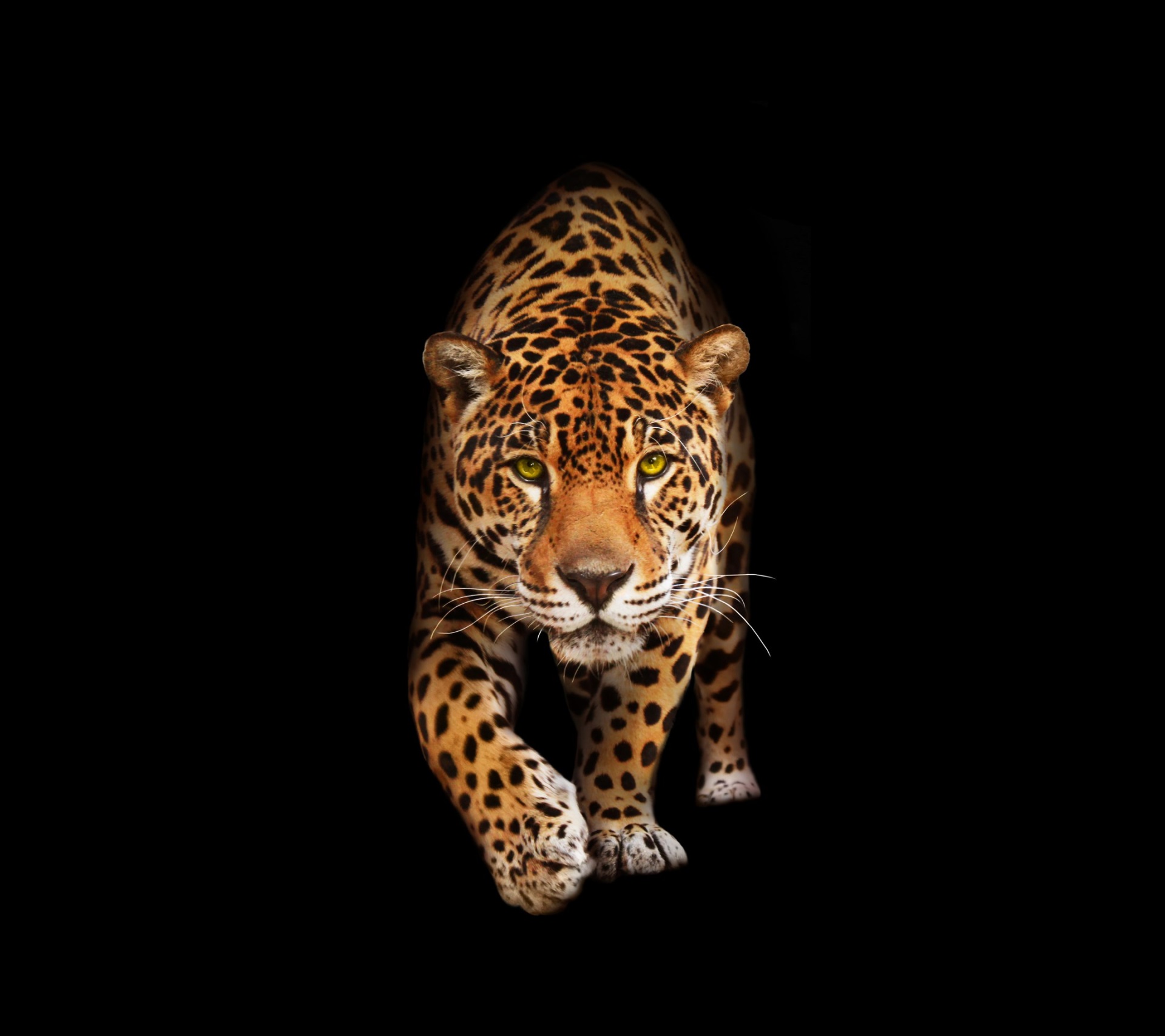 1920x1707 jaguar desktop backgrounds wallpaper