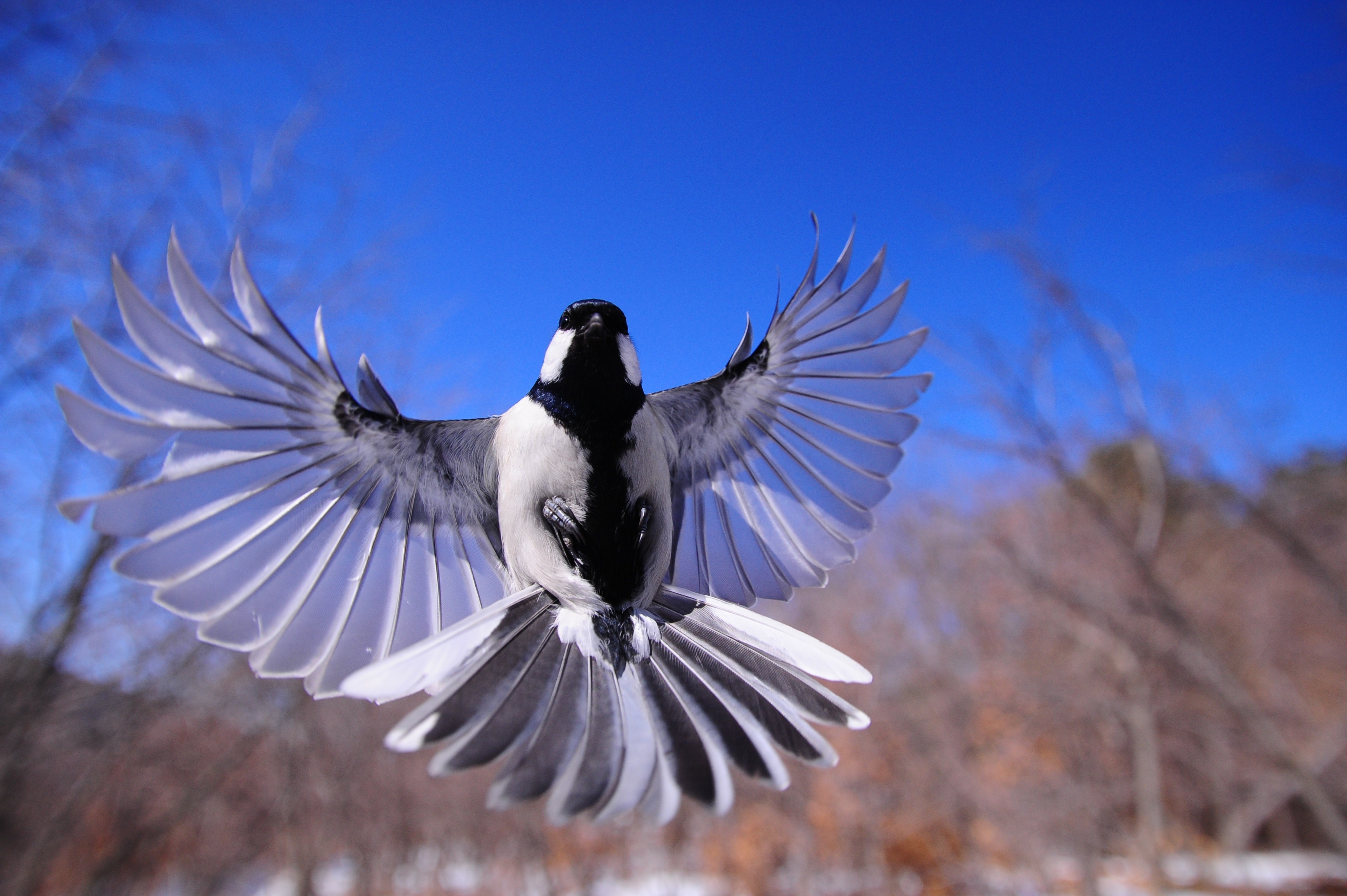 3840x2555 flying 4k free image