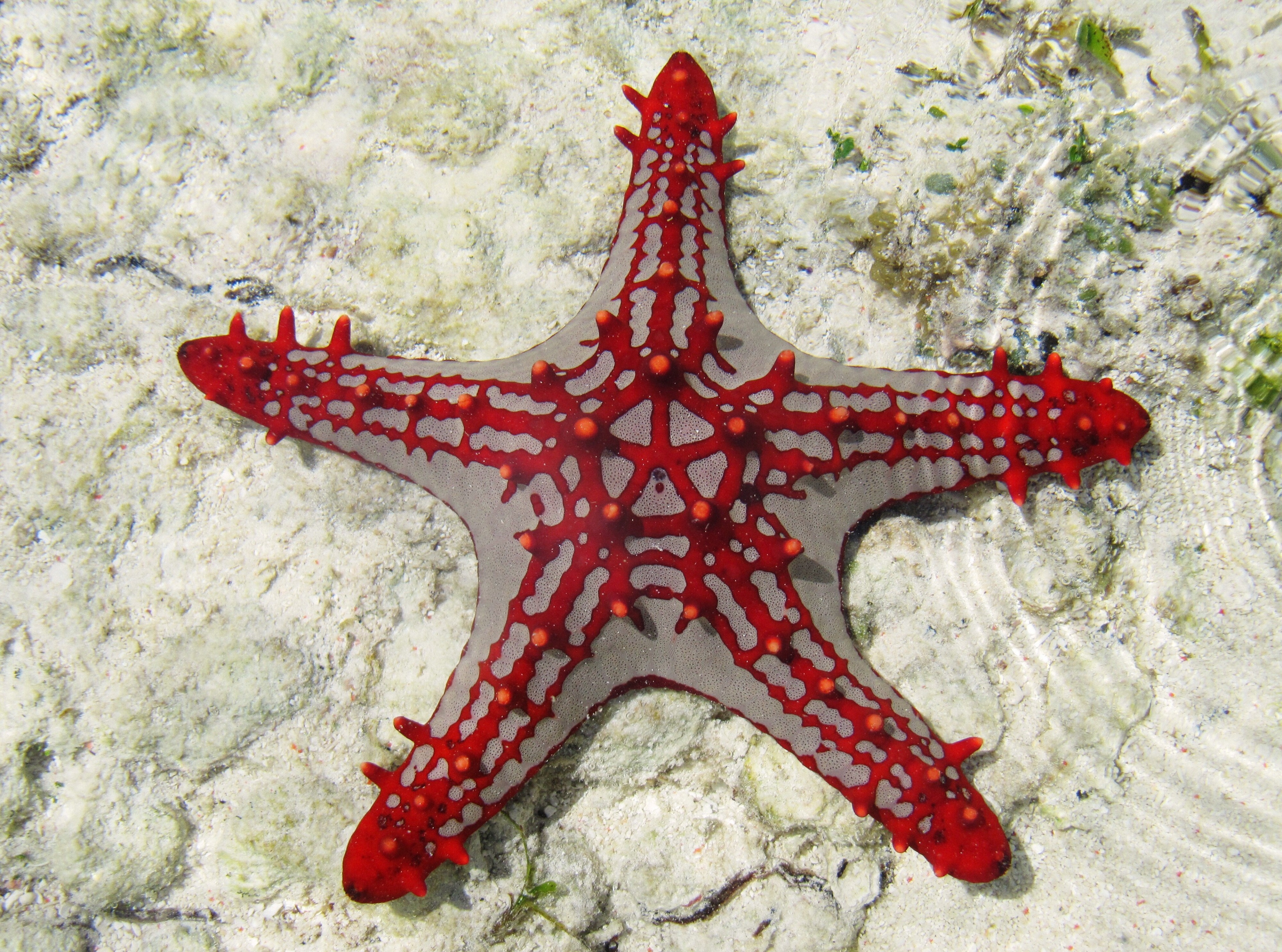 3840x2851 sea star 4k amazing wallpaper hd