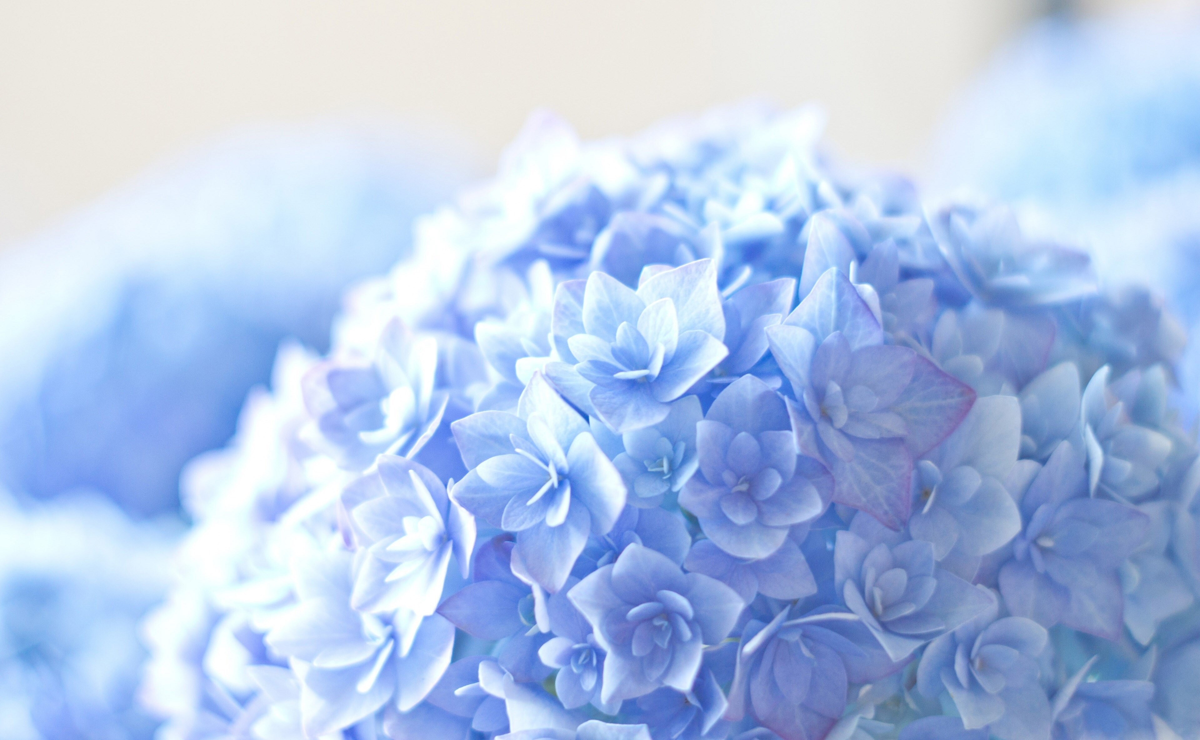 3840x2370 hortensia 4k full hd background