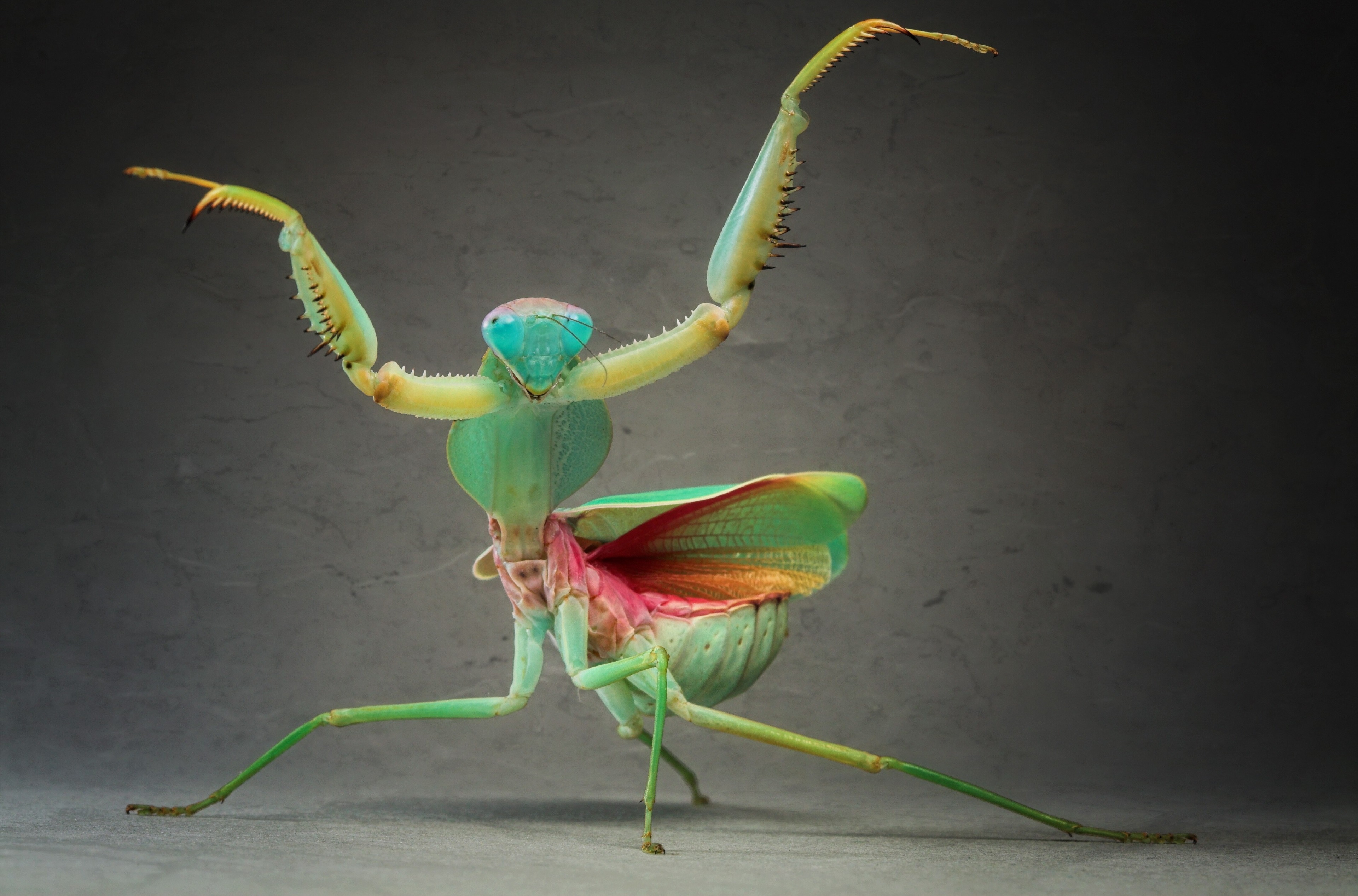 3840x2534 mantis 4k background free