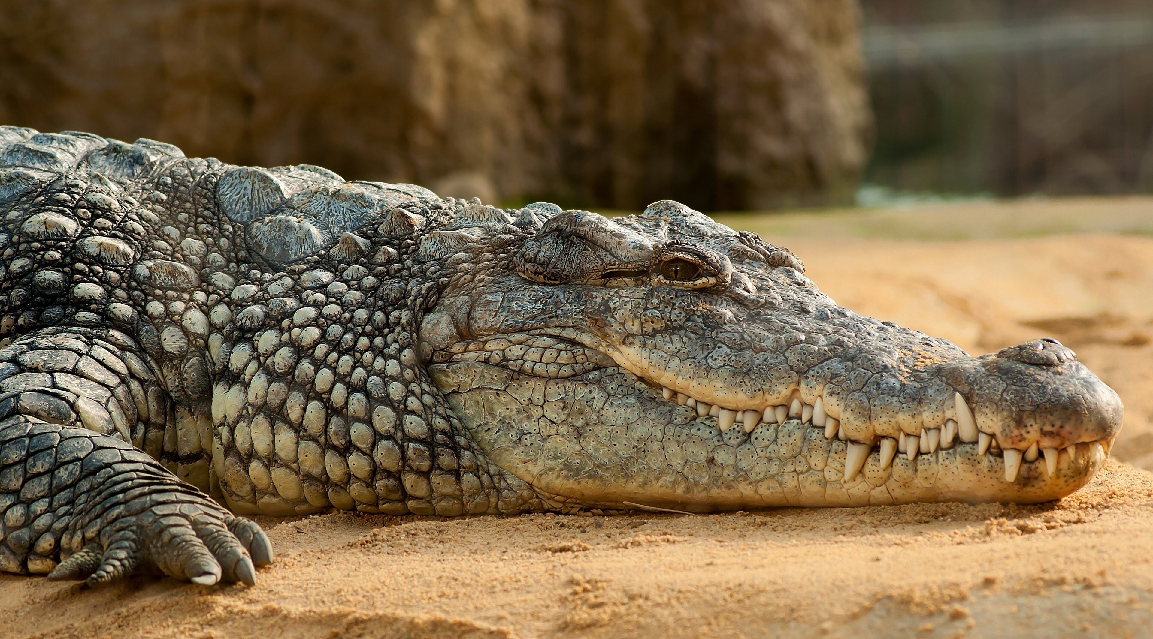 3840x2130 nile crocodile 4k high quality wallpaper for desktop