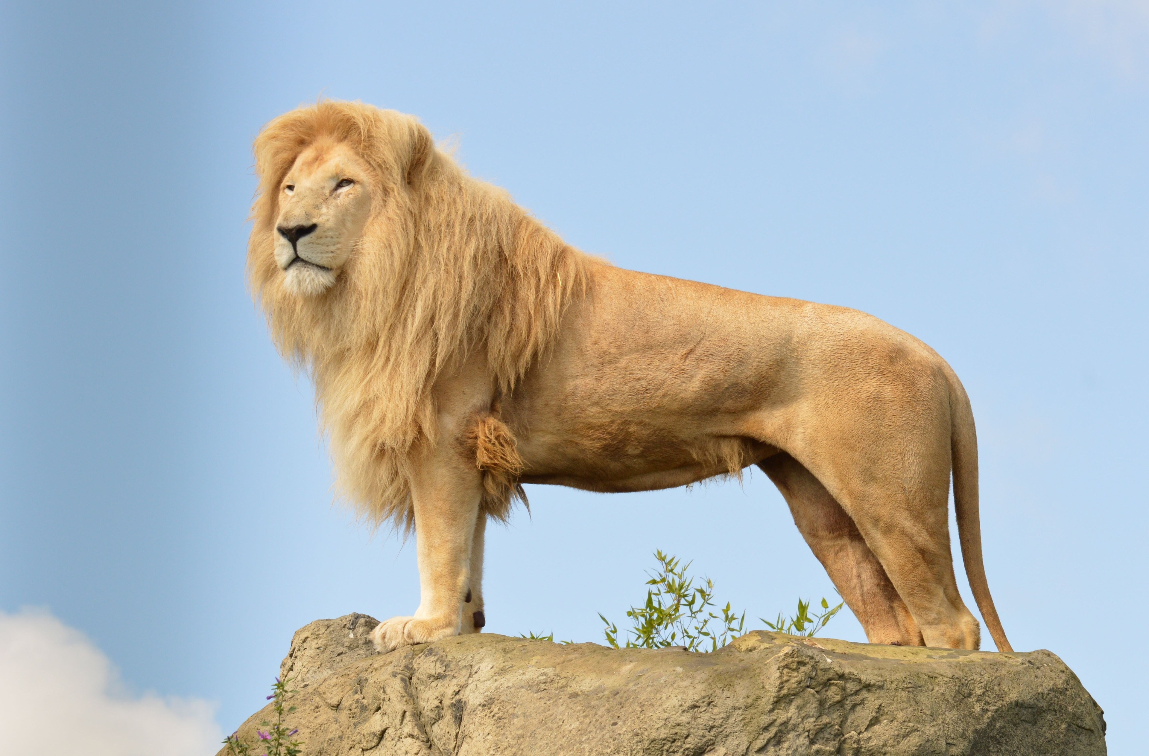 3840x2528 lion 4k free download best hd wallpapers