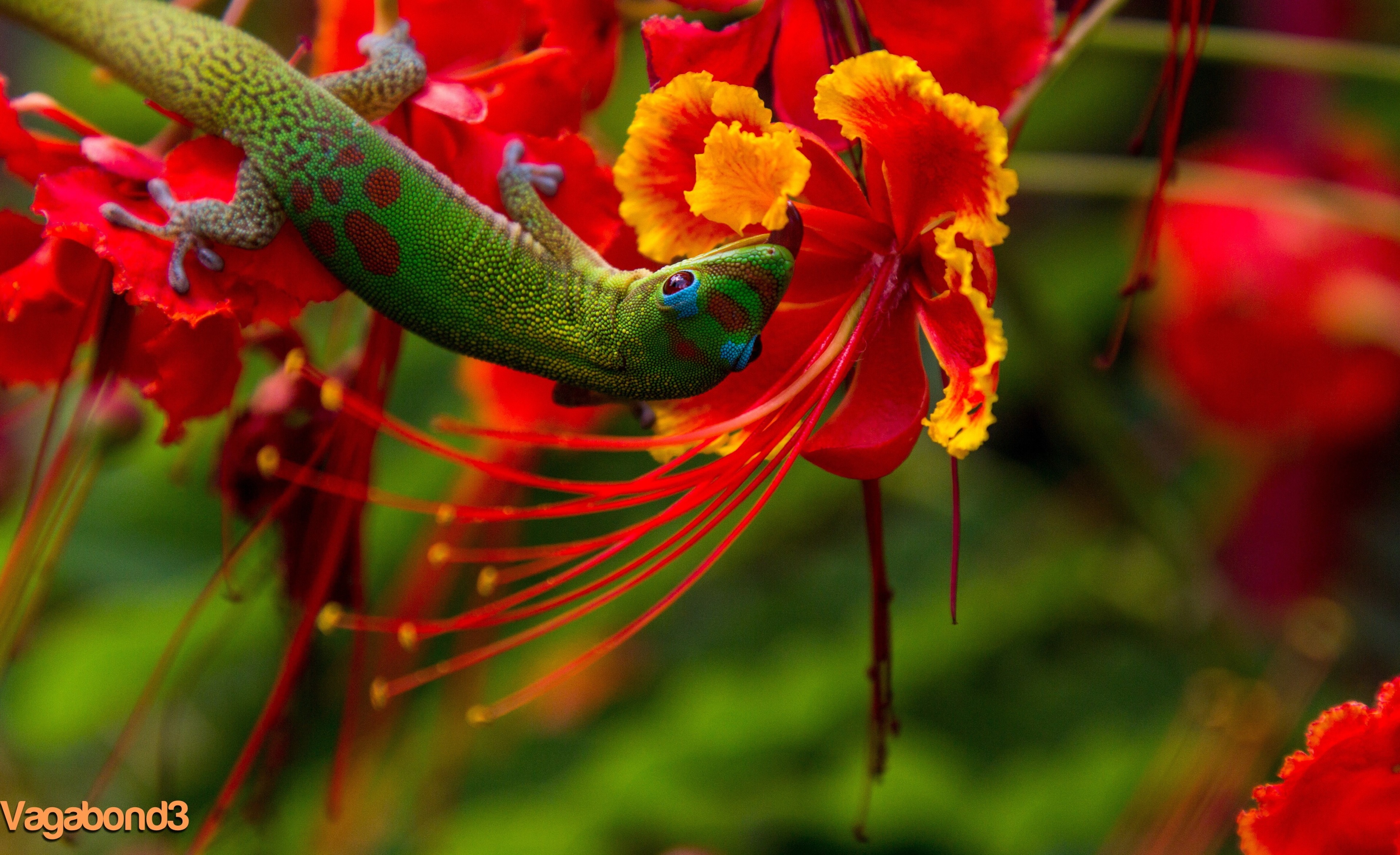 3840x2346 lizard hilo 4k backgrounds for desktop hd backgrounds