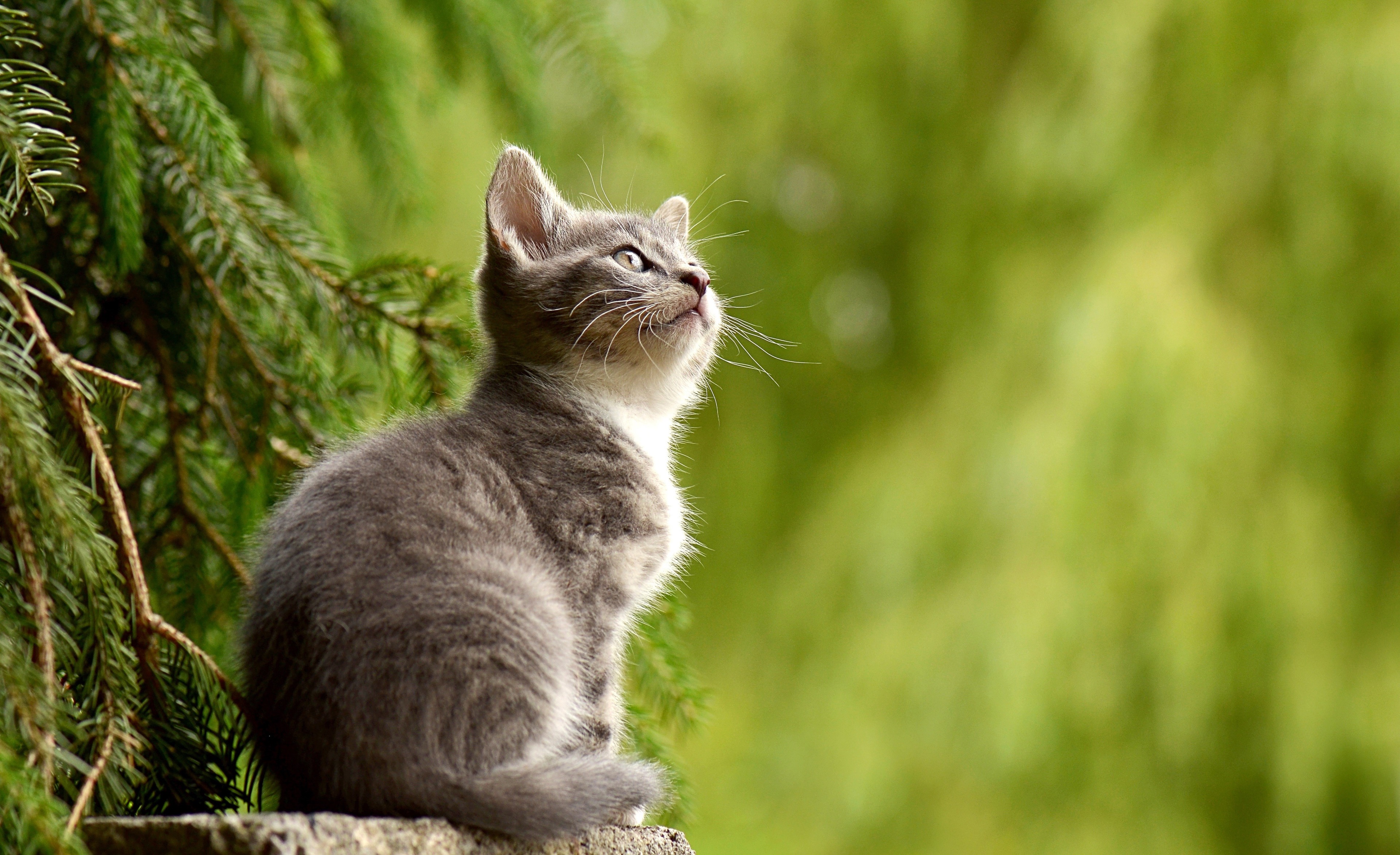 3840x2344 cat 4k full hd background