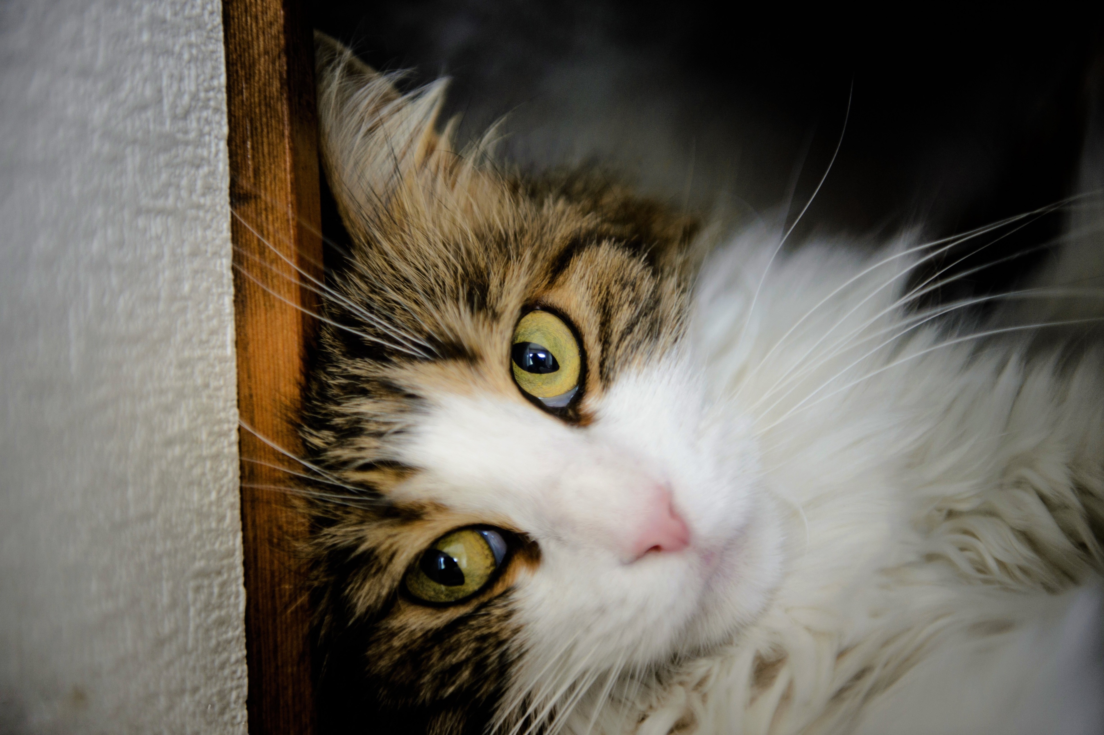 3840x2556 cat 4k wallpaper image download