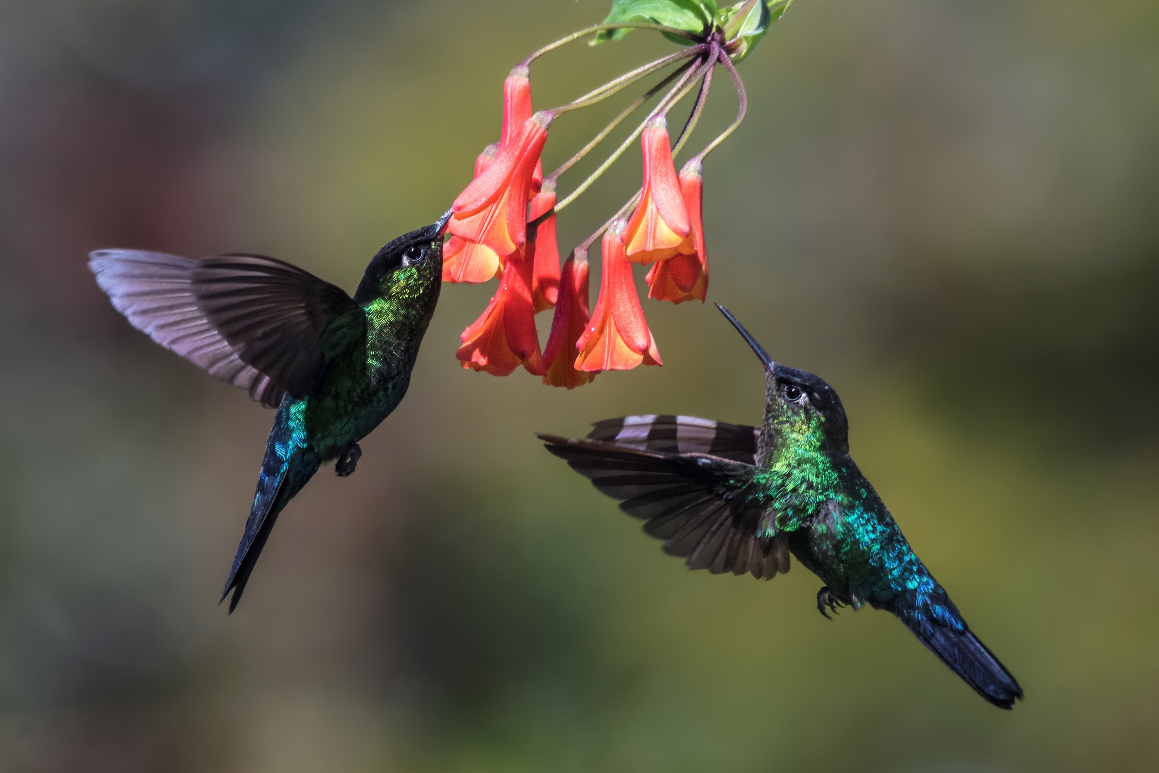 3840x2563 hummingbird 4k best desktop wallpaper free download