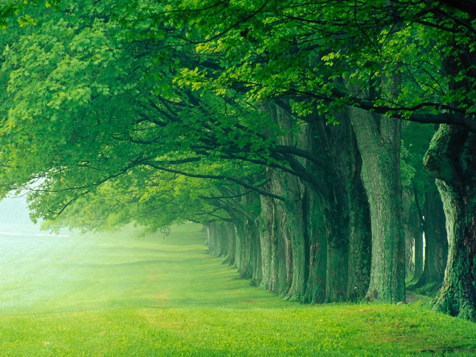 1600x1200 landscape lush summer louisville kentucky wallpaper JPG 565 kB