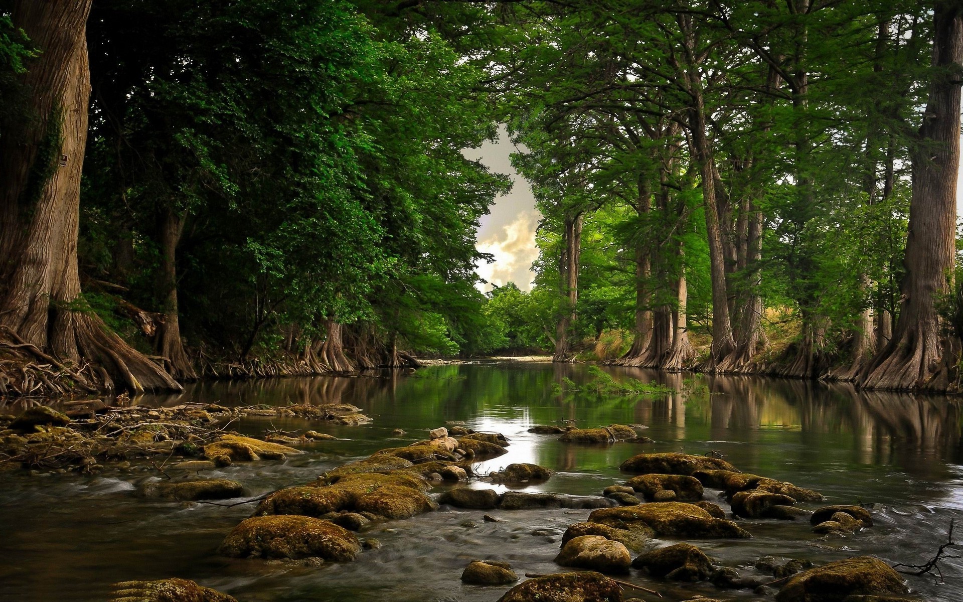 trees river roots forest water nature landscape wallpaper
