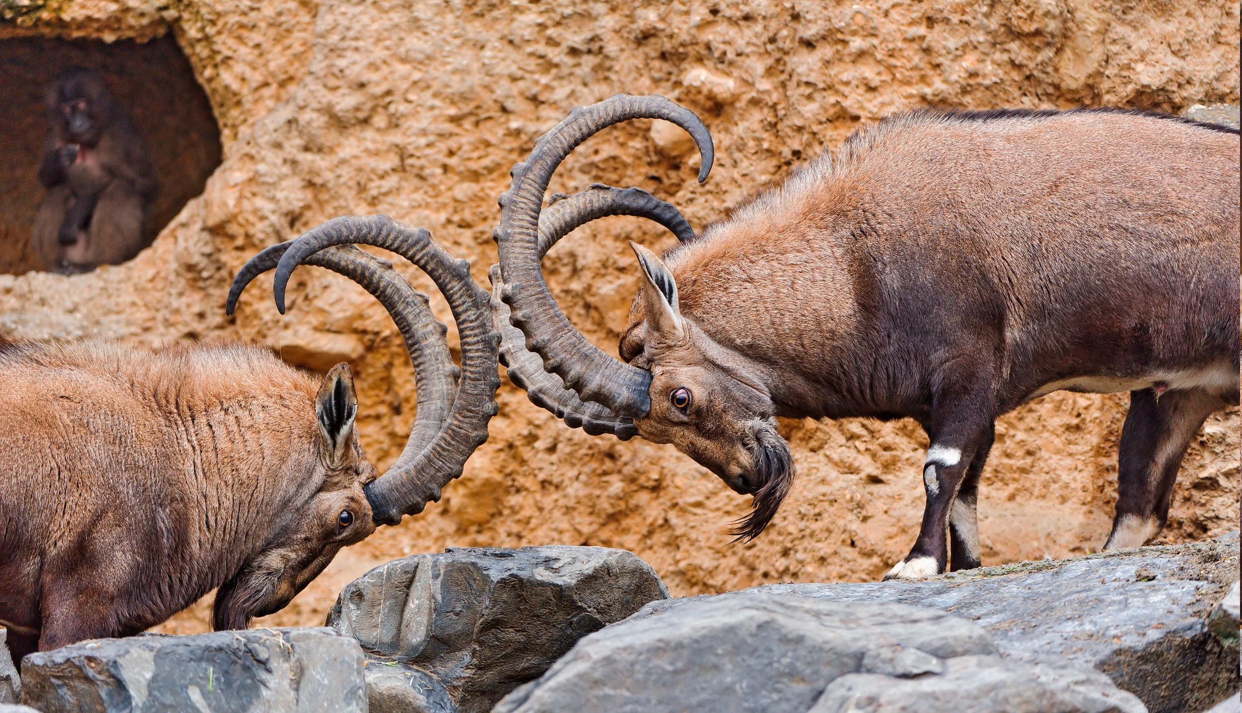 animals ibex wallpaper