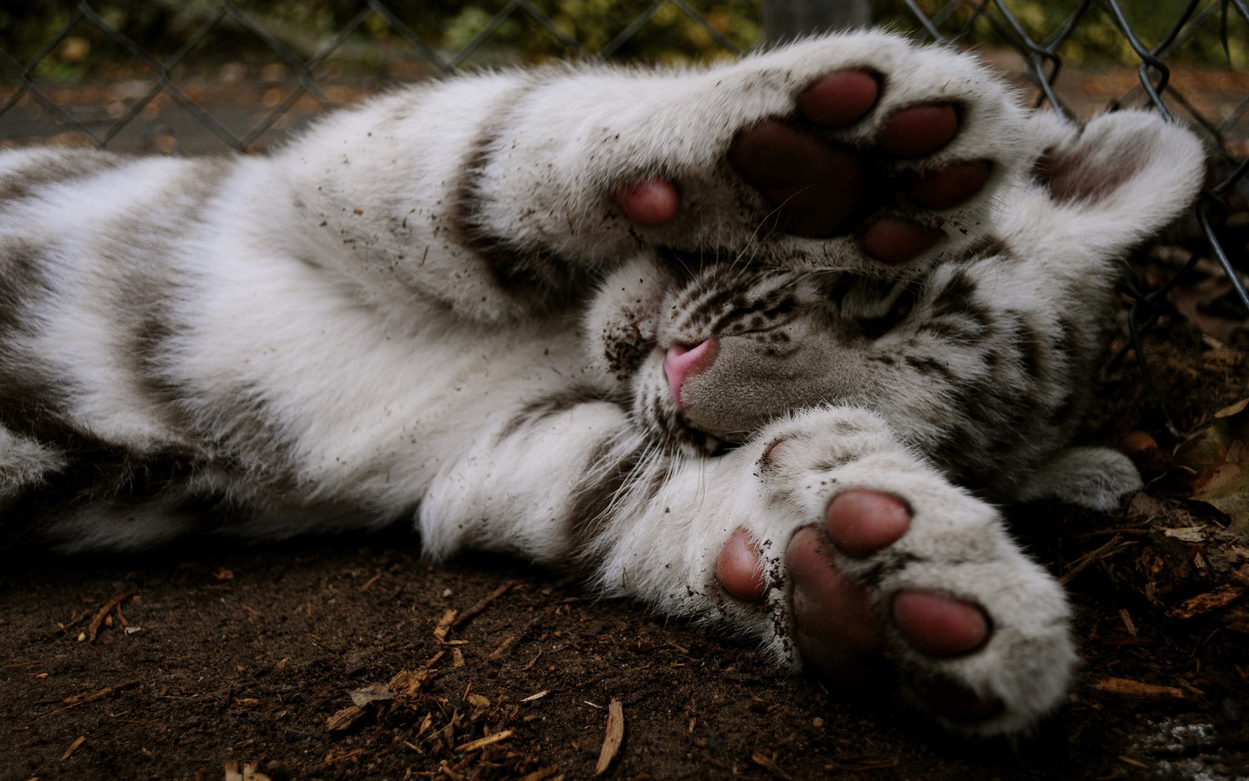 animals tiger wallpaper