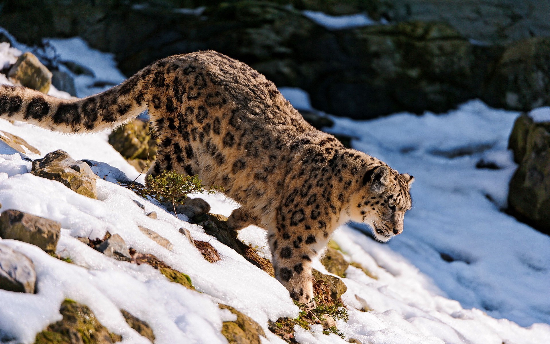 snow leopards animals nature wallpaper