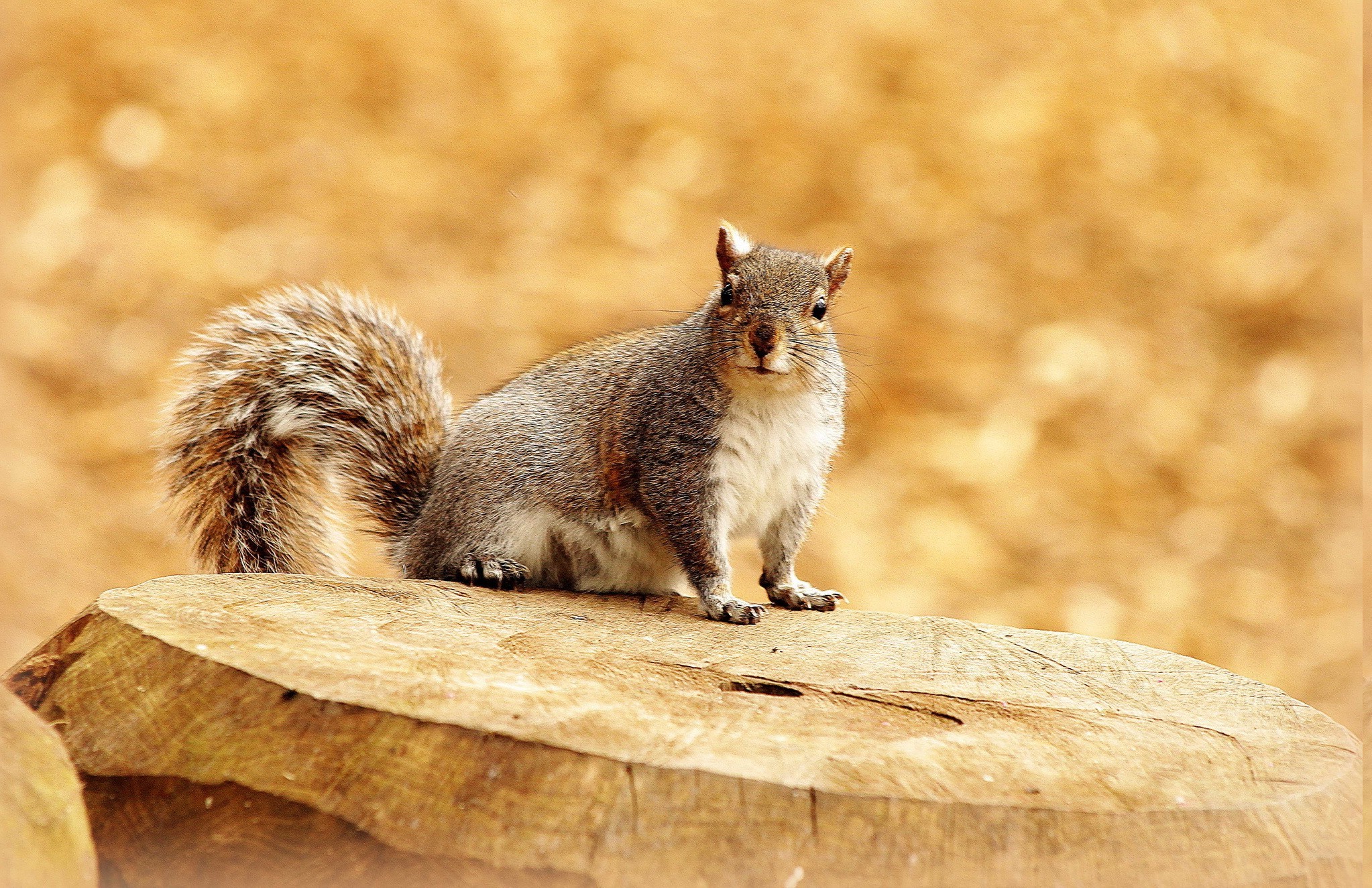 animals squirrel wallpaper