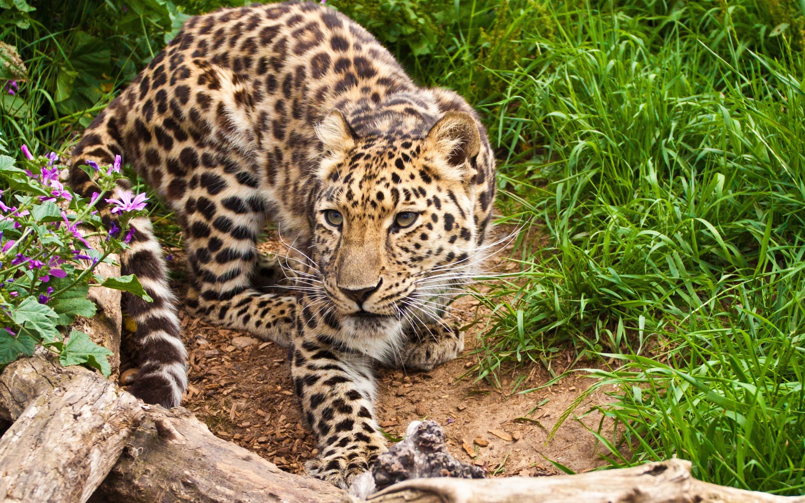 leopard animals wallpaper
