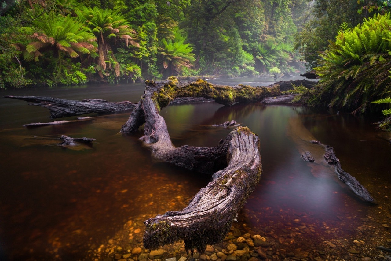 river mist forest ferns moss trees water nature landscape wallpaper