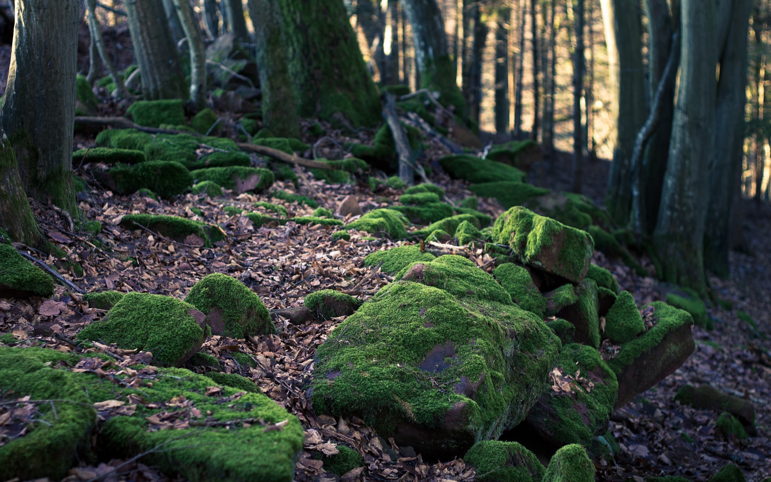 landscape wallpaper
