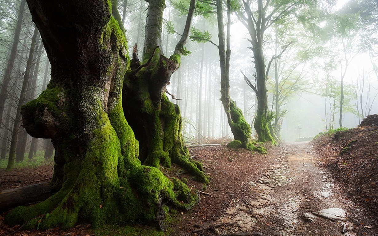nature landscape mist path forest sunrise moss trees wallpaper