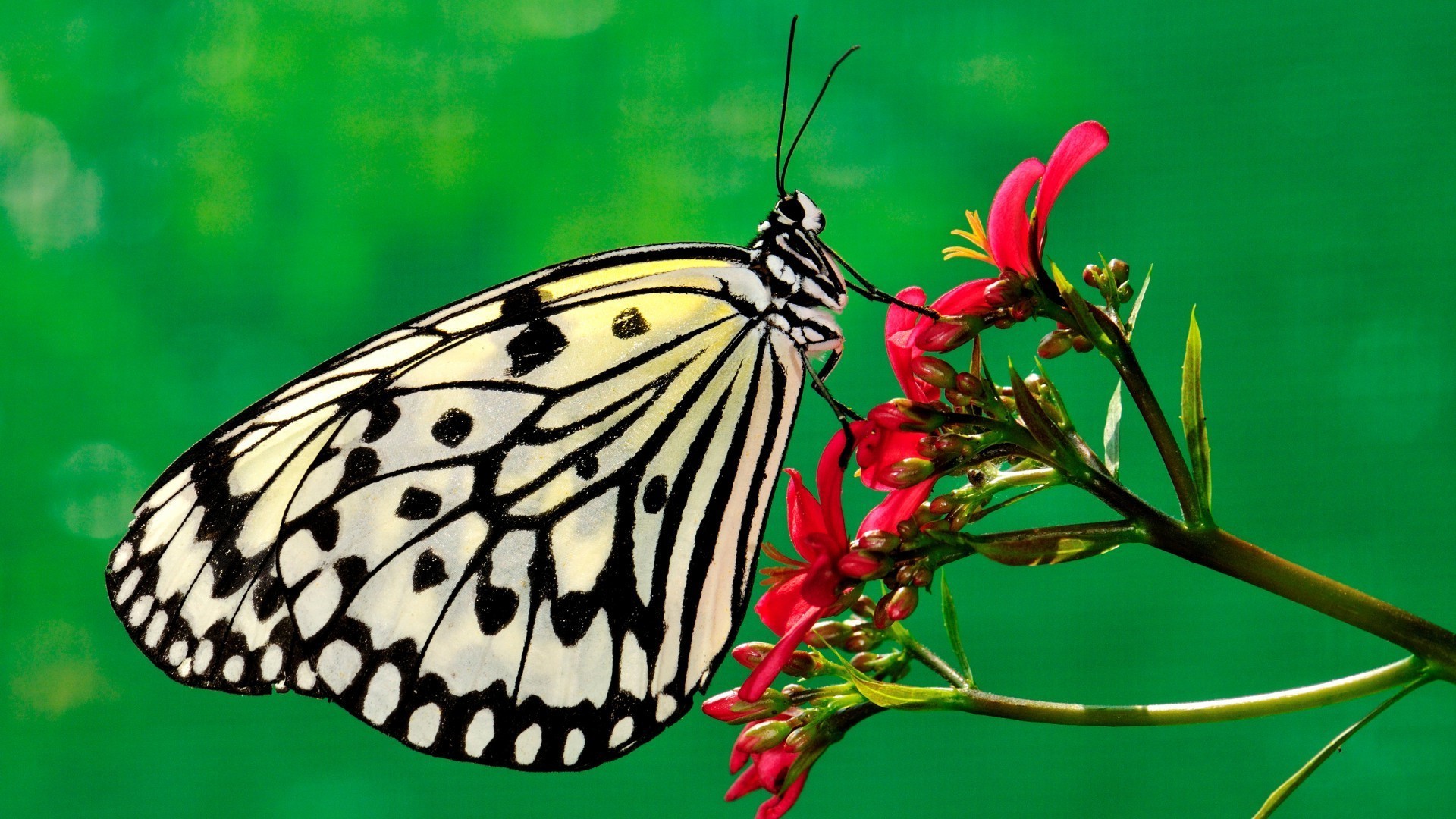 1920x1080 butterfly insect flowers wallpaper JPG 459 kB