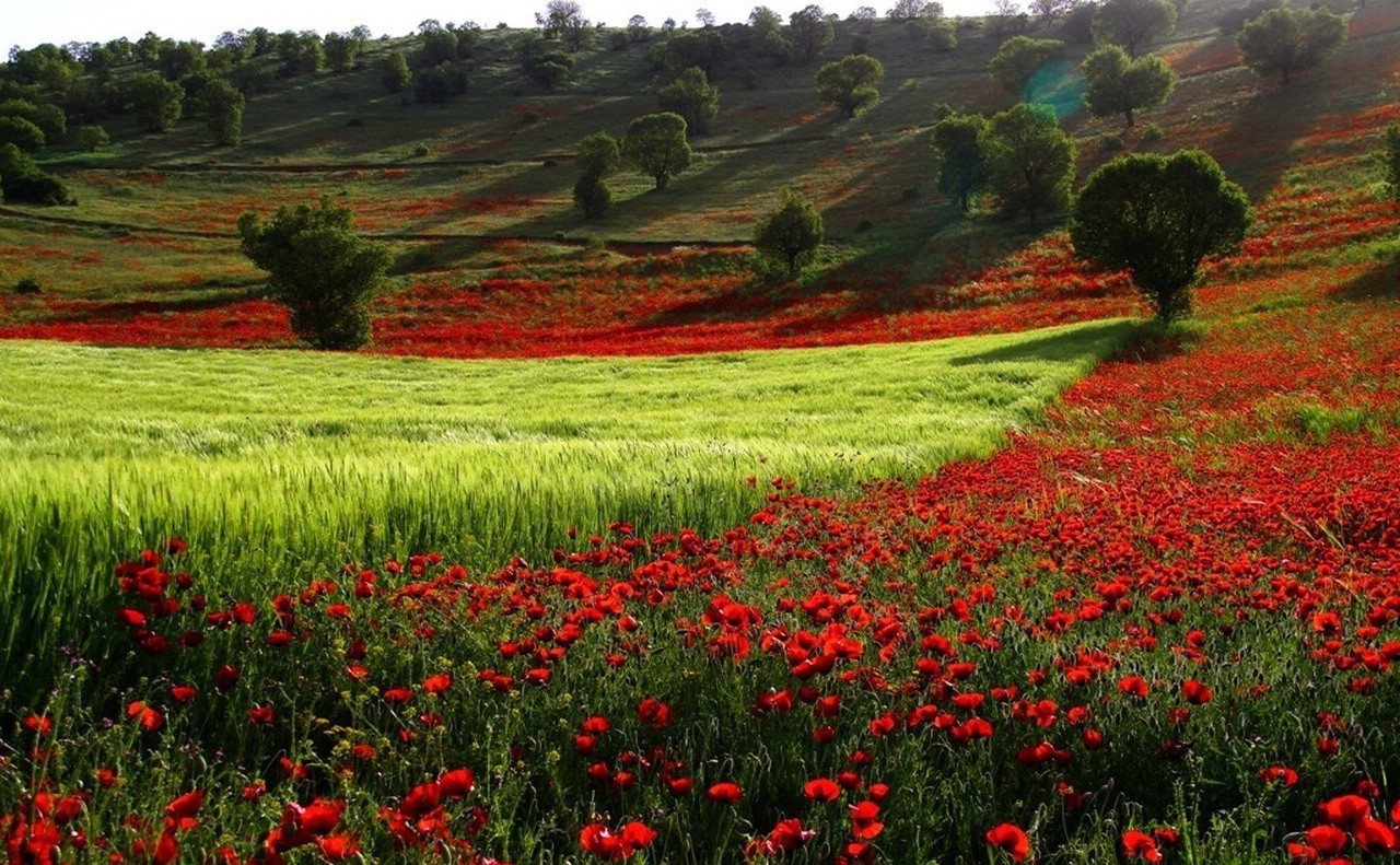 nature photography flowers wallpaper