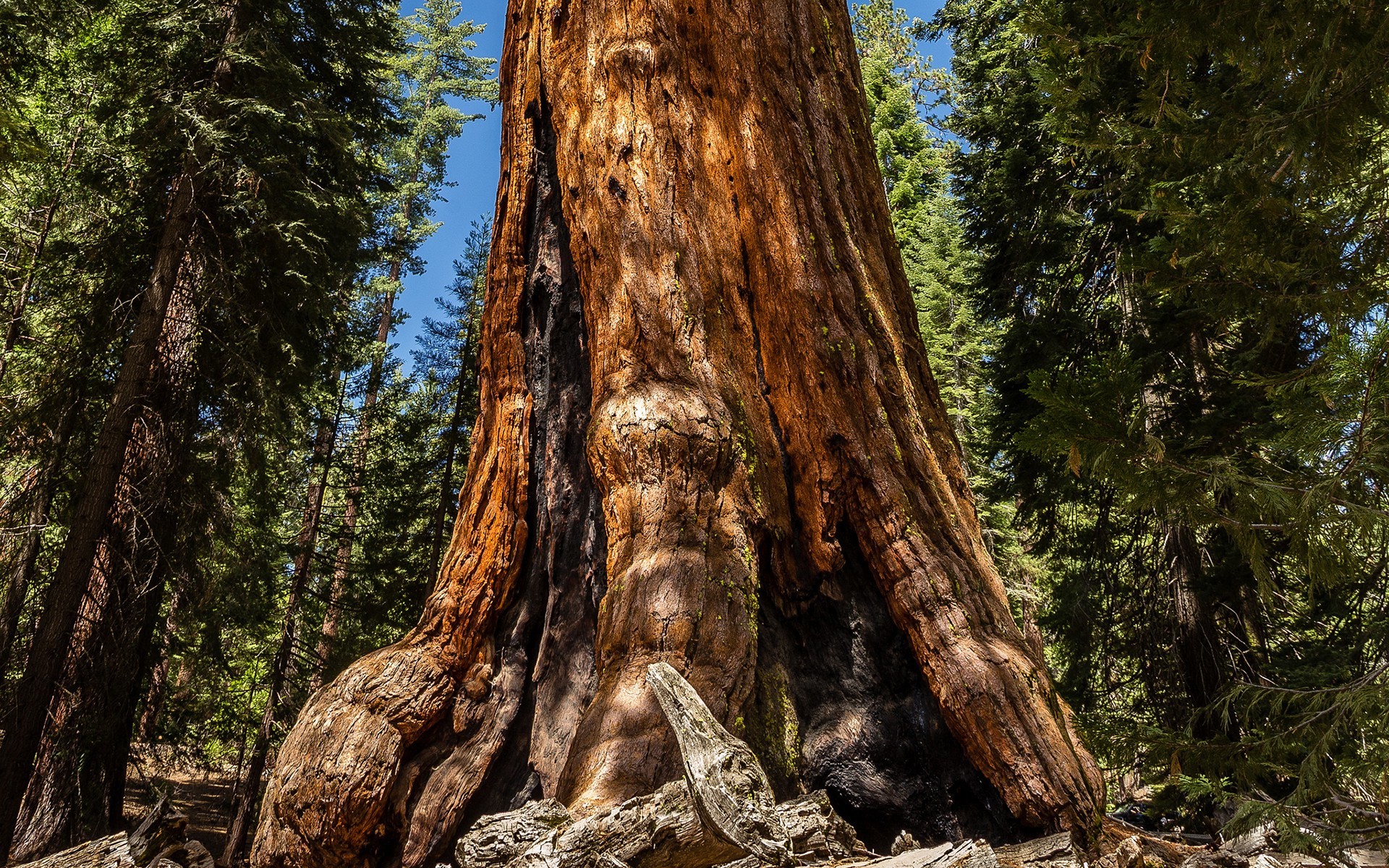 redwood plants nature trees wallpaper