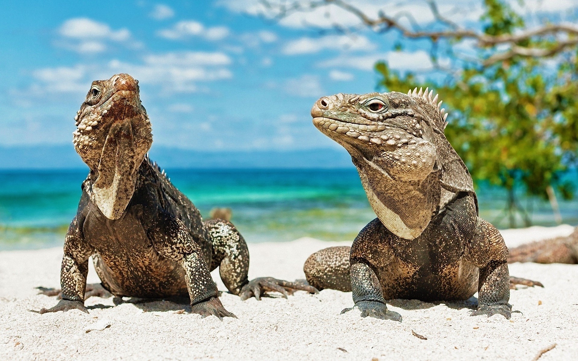 animals beach lizards reptile wallpaper