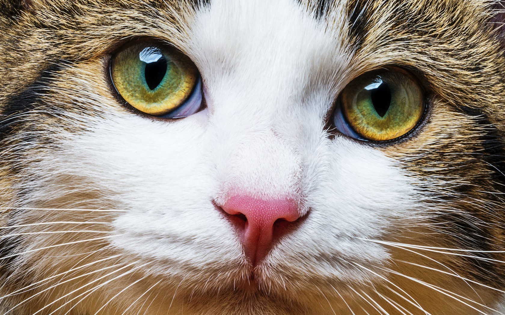 1680x1050 nature cat wallpaper JPG 657 kB