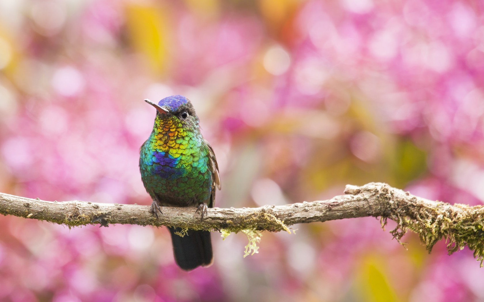 1680x1050 nature wallpaper JPG 240 kB
