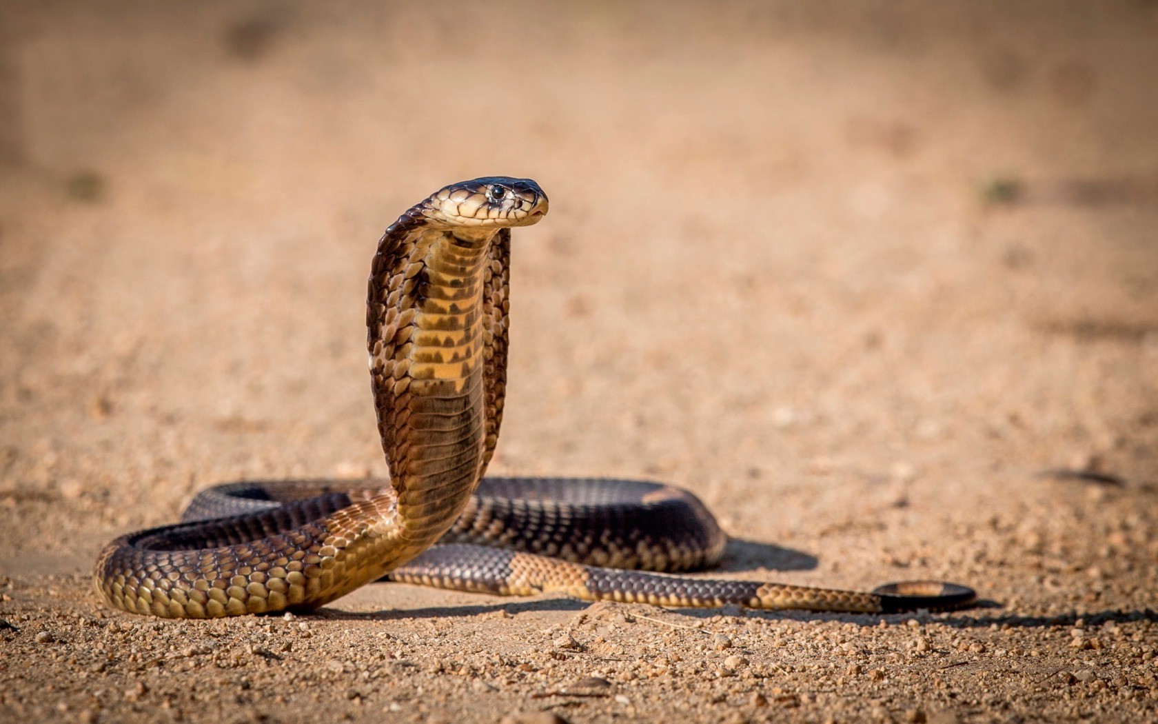 1680x1050 snake reptile cobra wallpaper JPG 330 kB