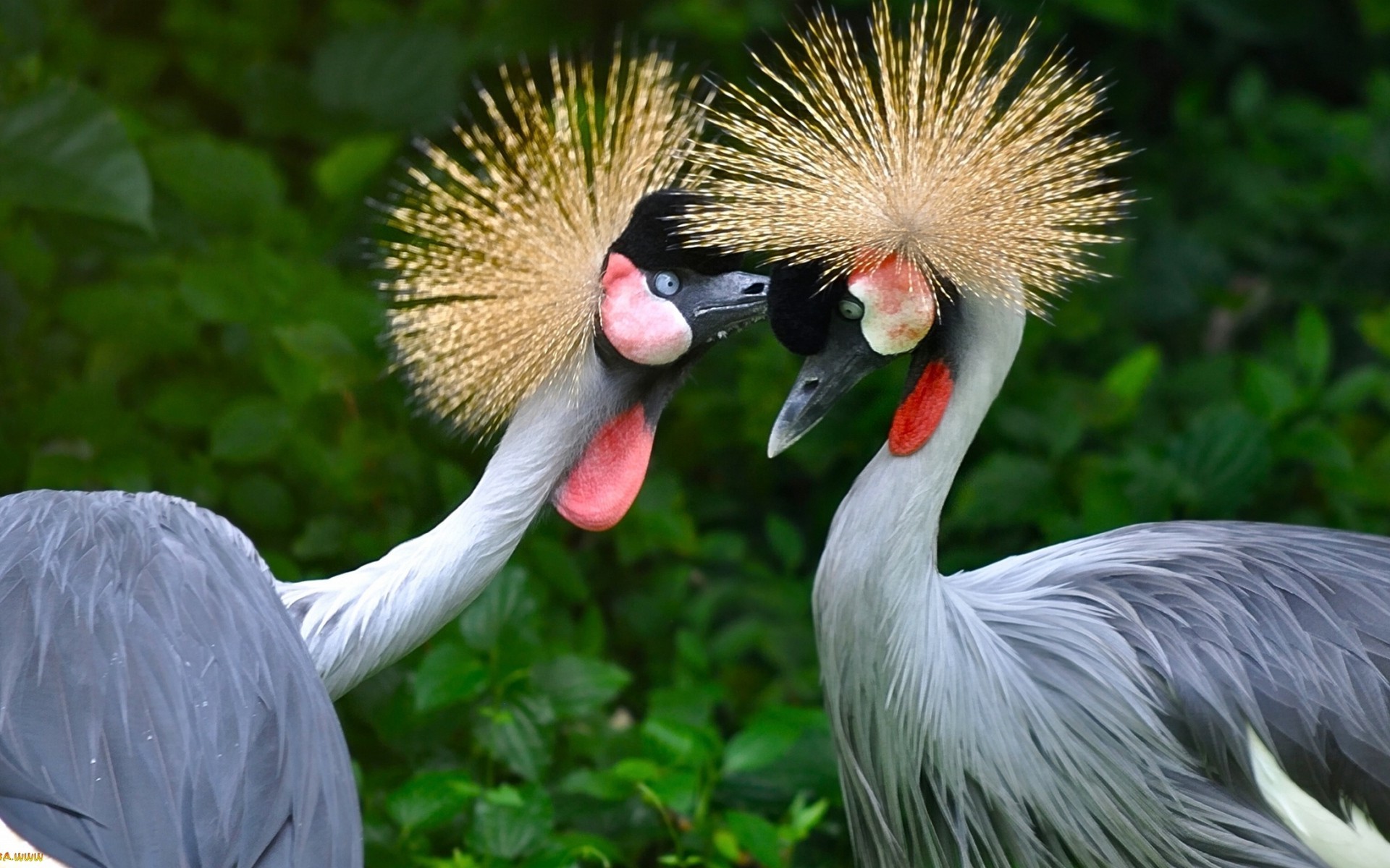 cranes bird birds wallpaper