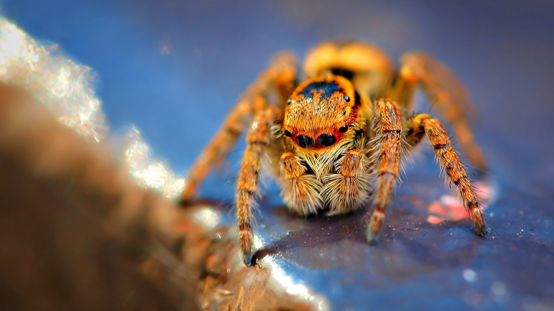 1920x1080 spider insect wallpaper JPG 278 kB