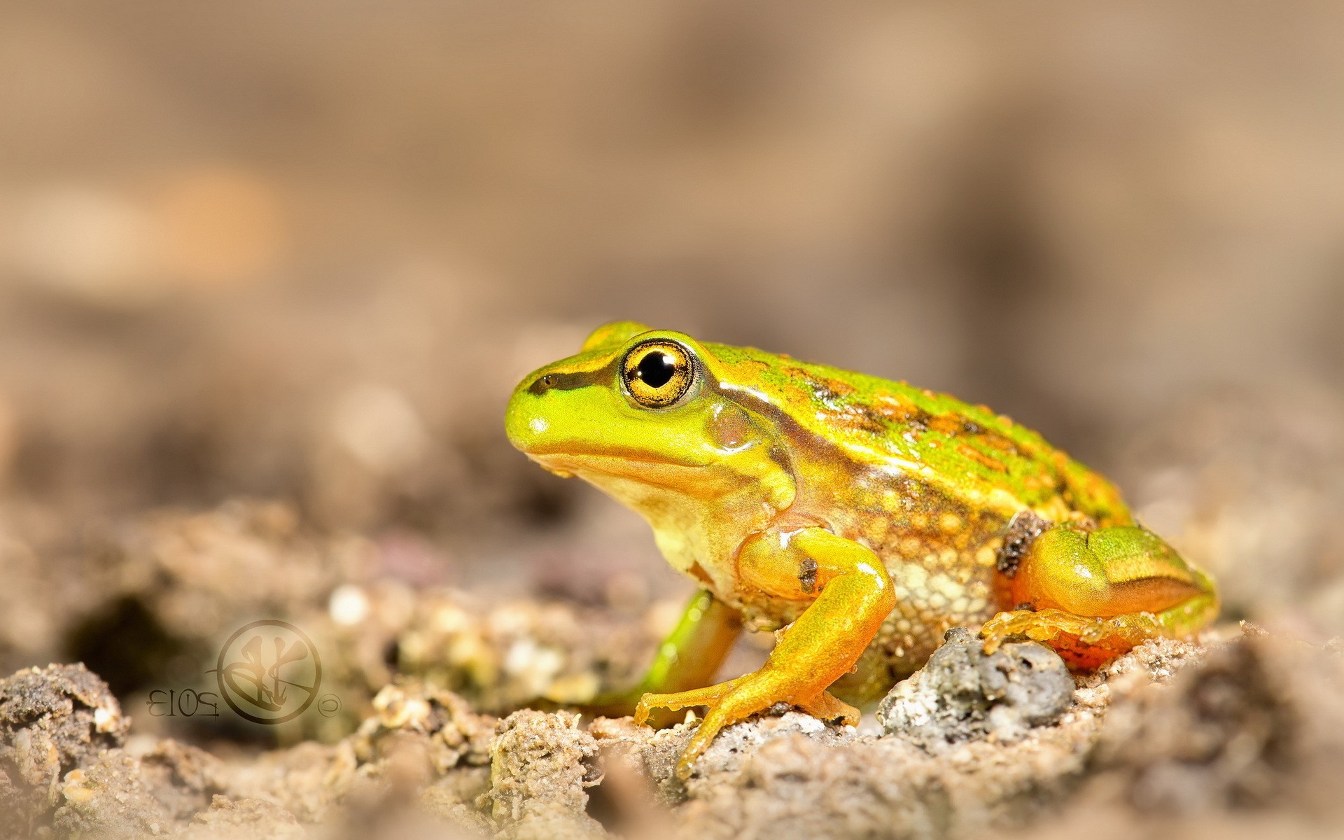 1920x1200 animals amphibian frog macro wallpaper