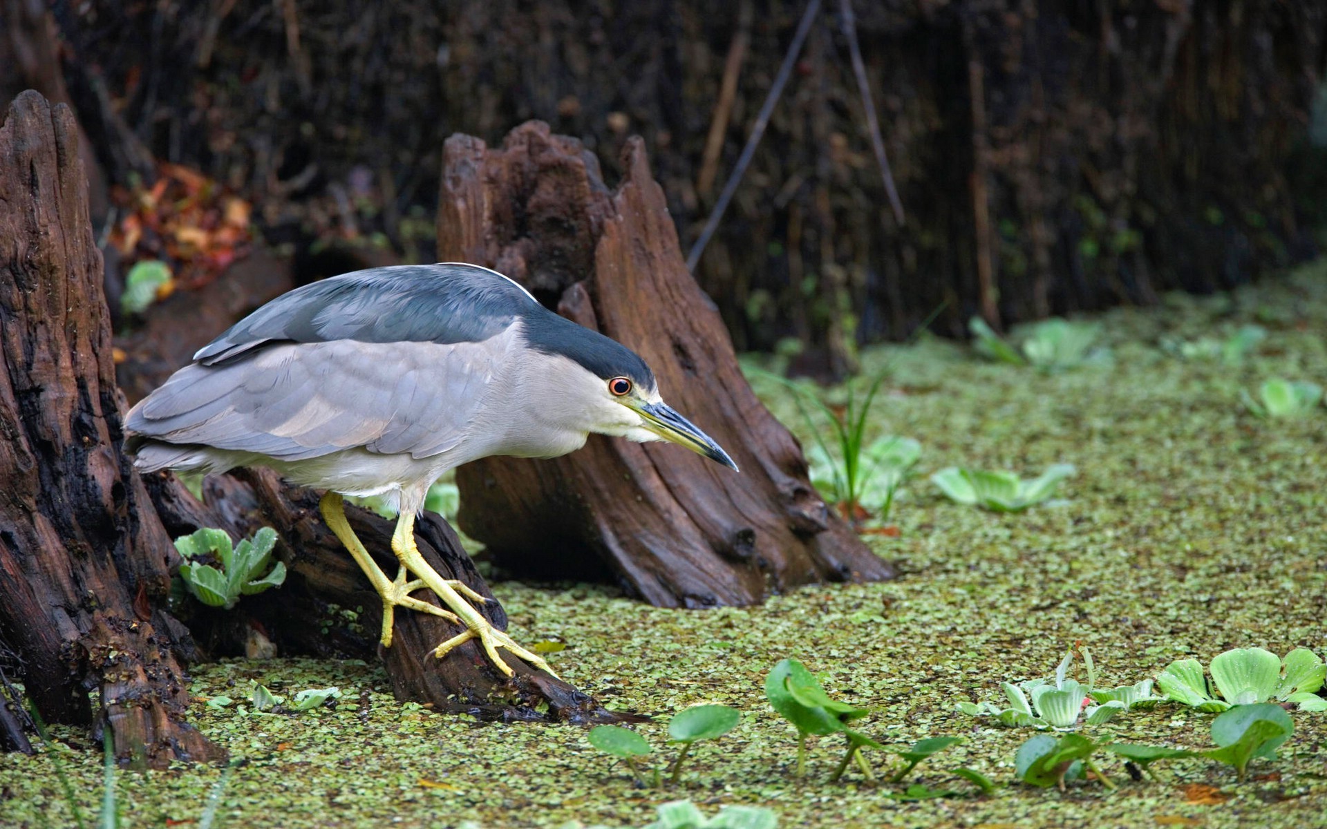 animals birds wallpaper