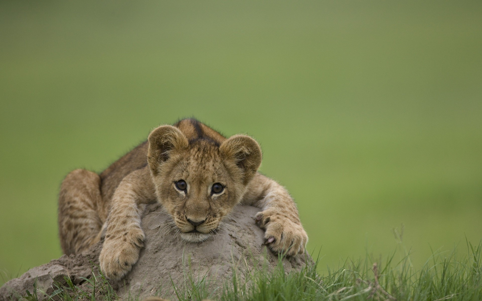 nature animals lion baby animals depth of field wallpaper