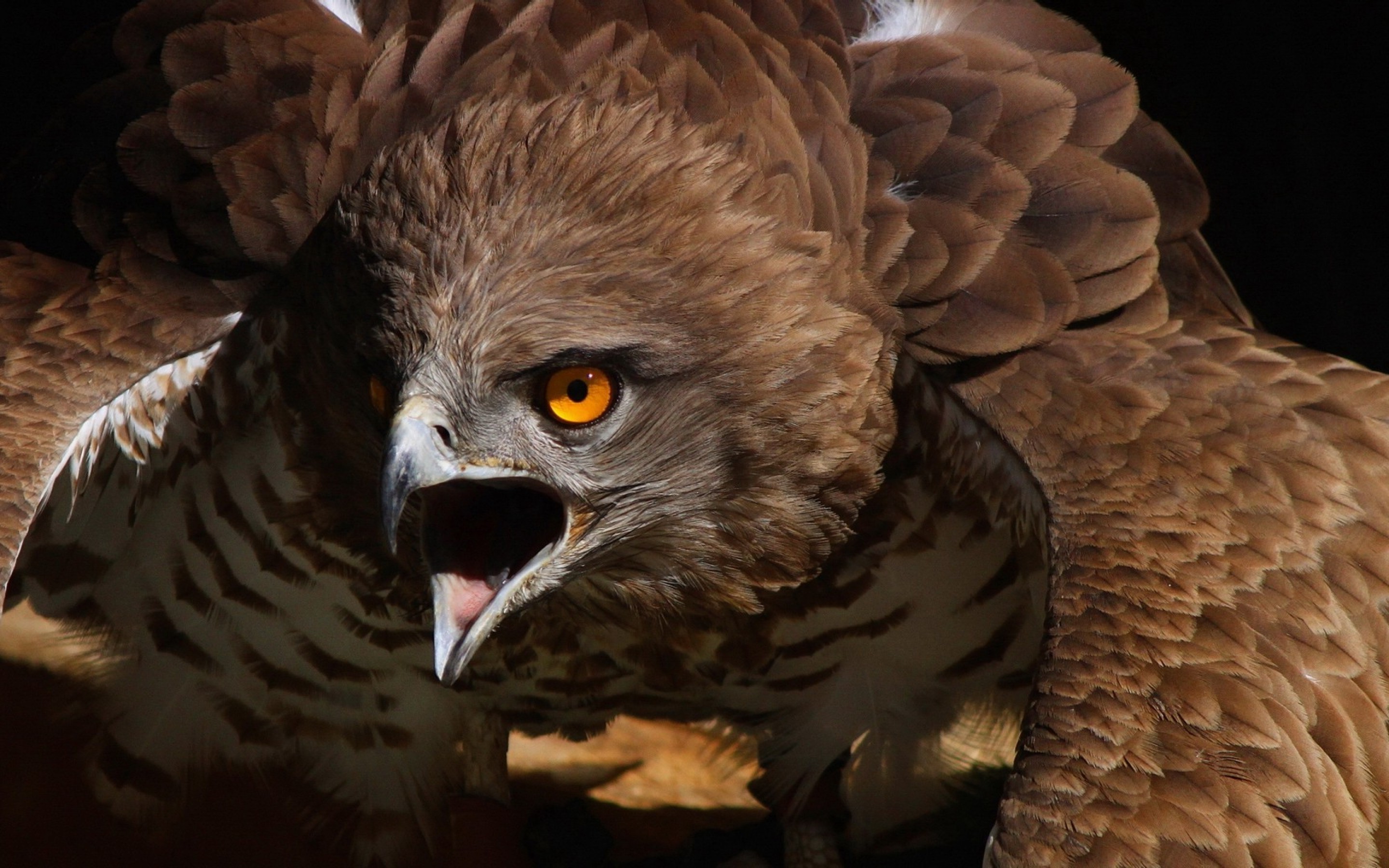 eagle birds wallpaper
