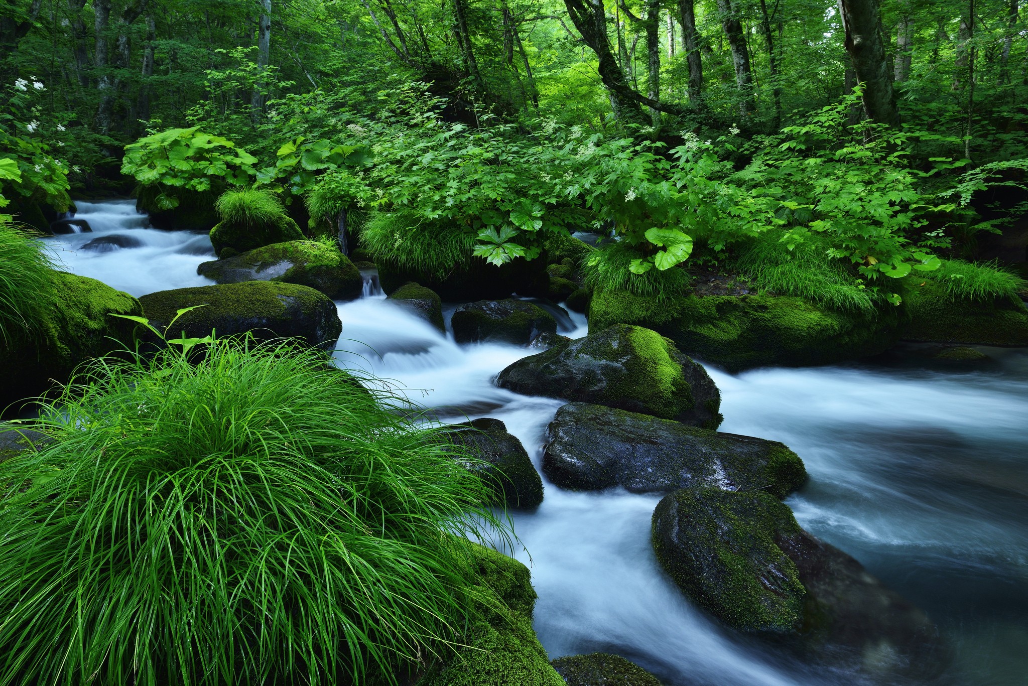 plants wallpaper