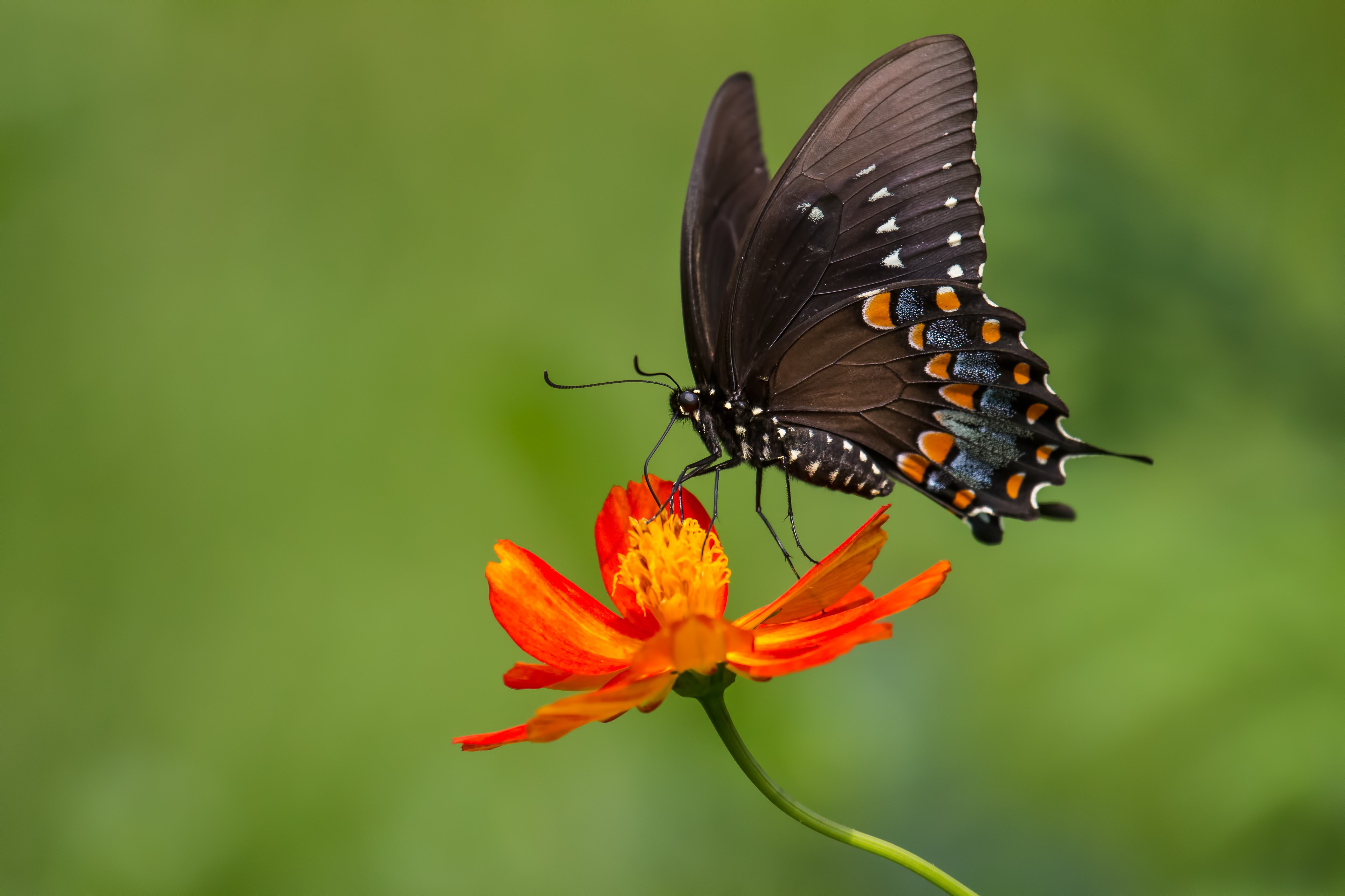 animals lepidoptera flowers plants macro wallpaper