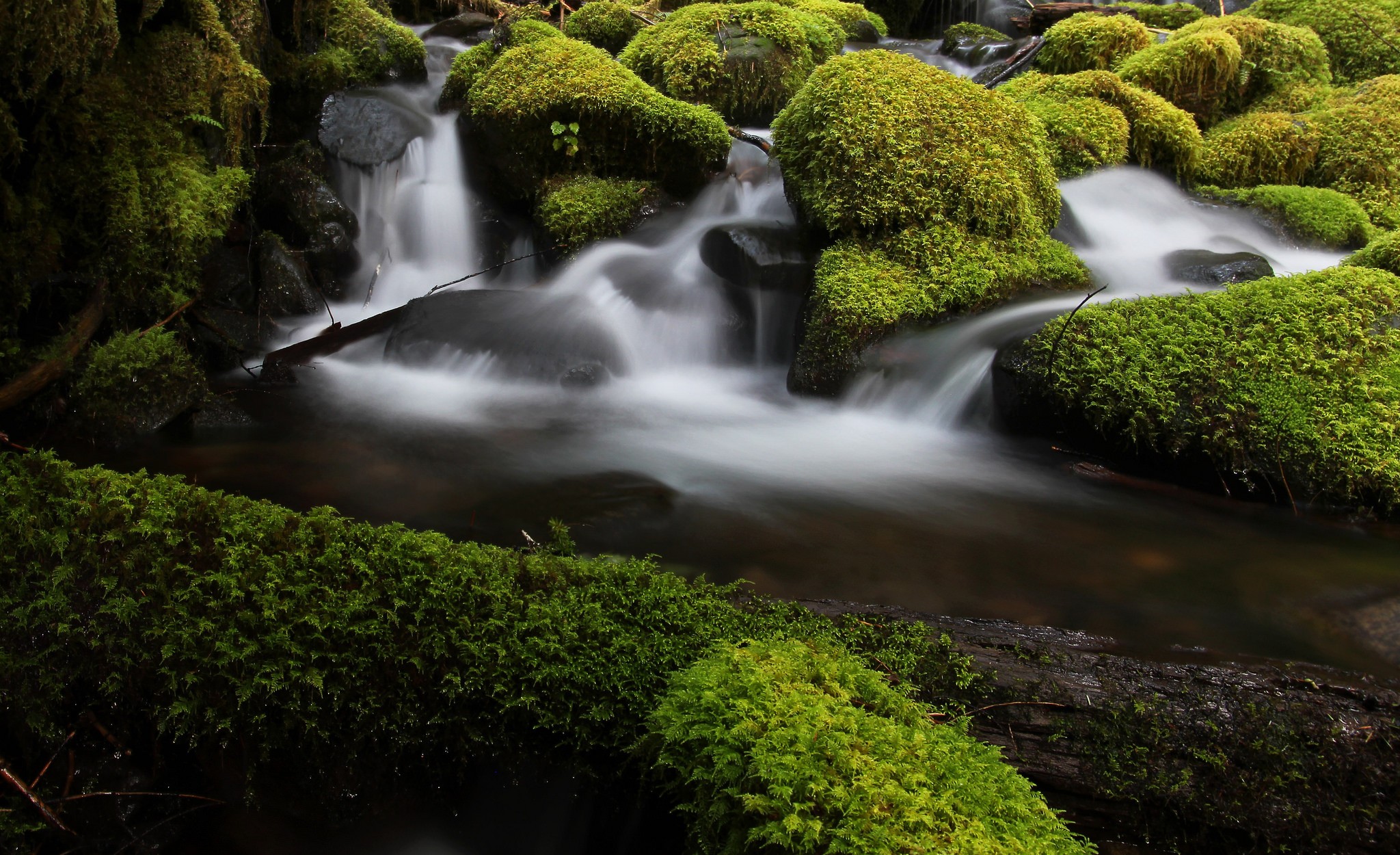 river forest plants moss wallpaper