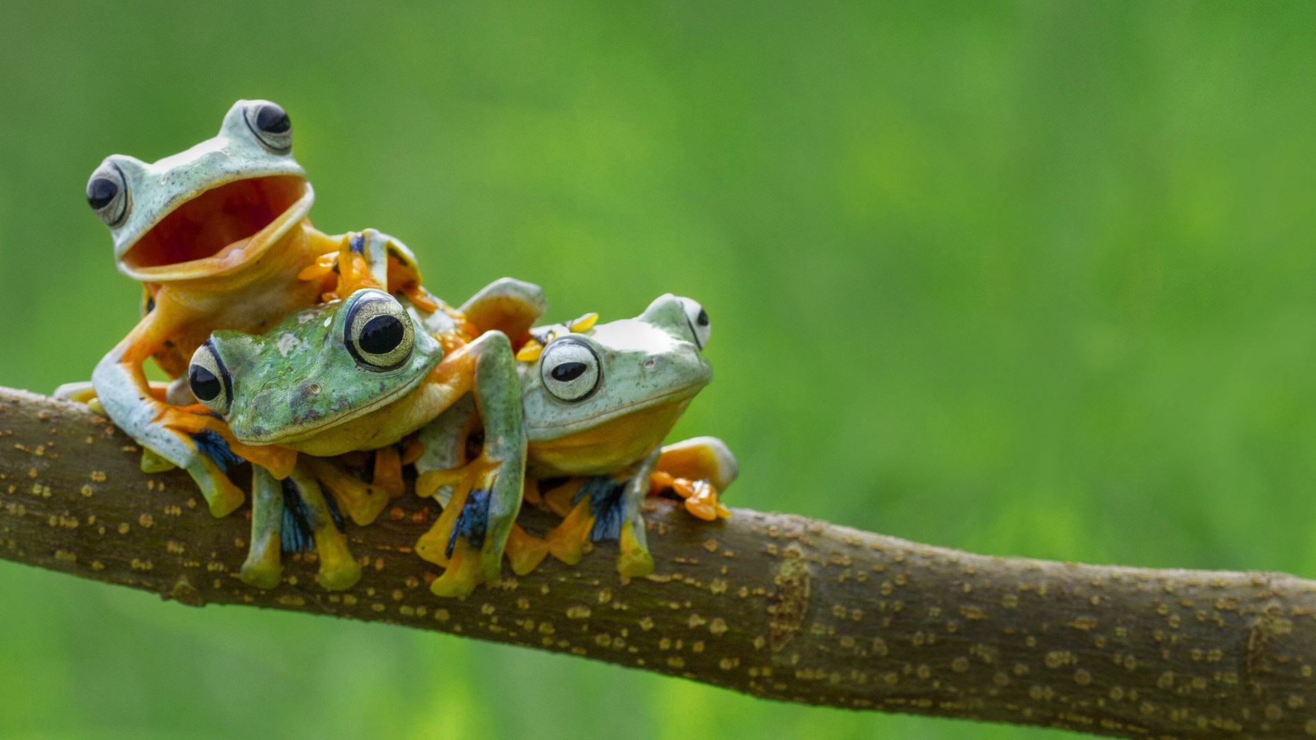 1920x1080 nature frog amphibian animals wallpaper JPG 329 kB