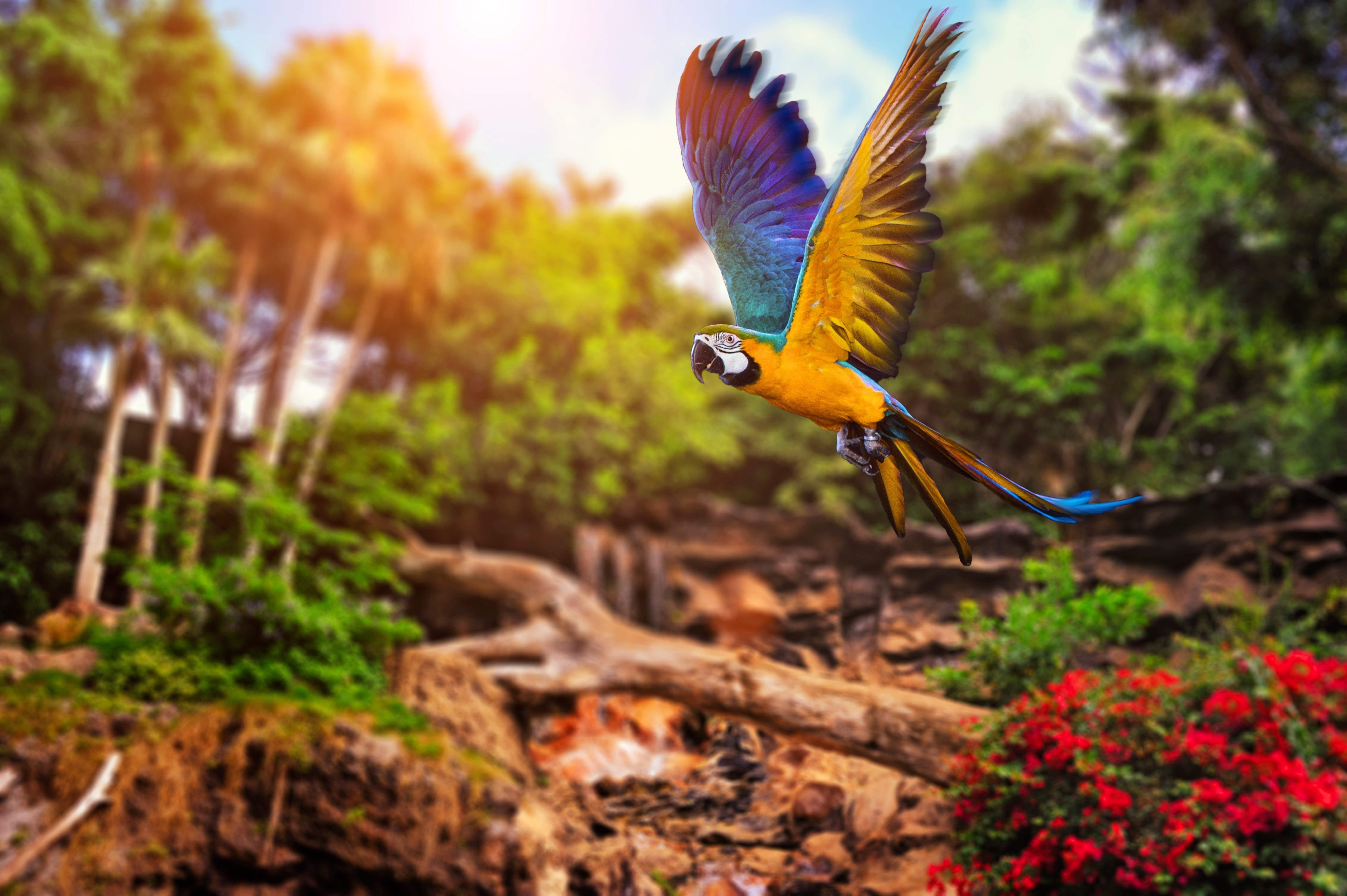 animals parrot birds wallpaper